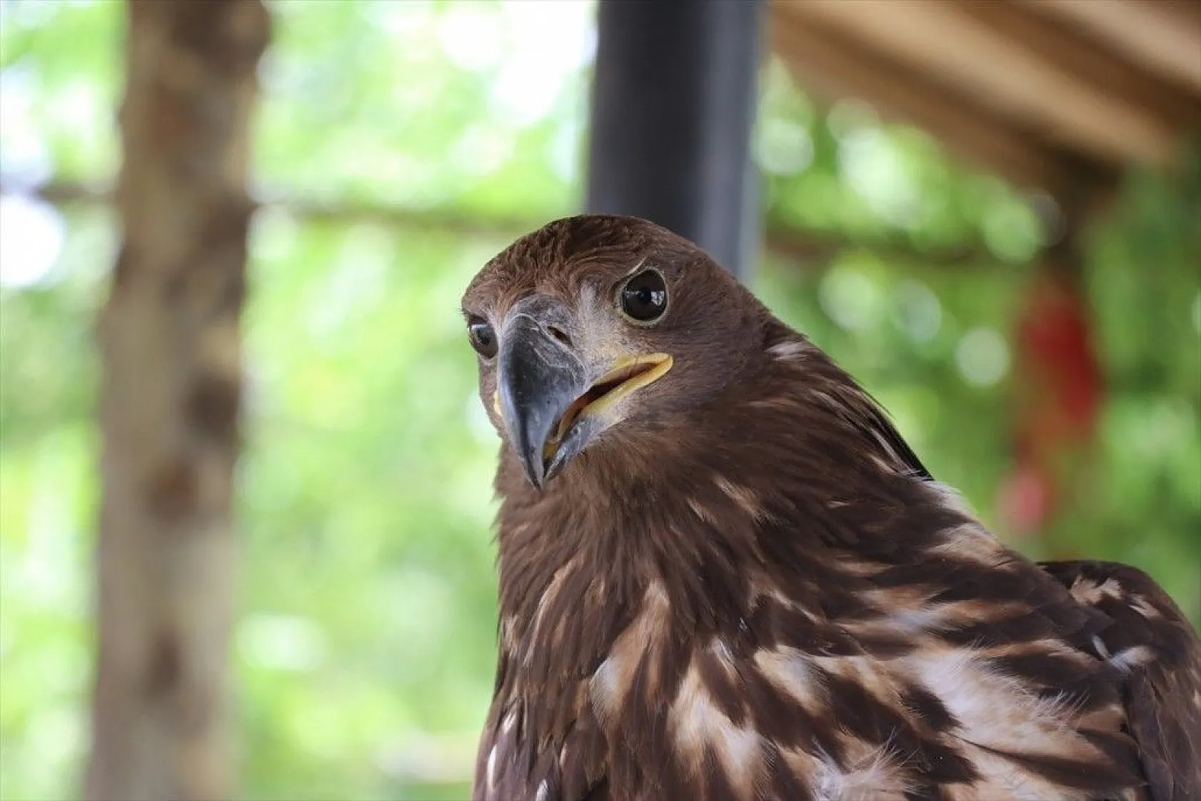 Kartal yavrusu 'Paşa'ya kucak açtı