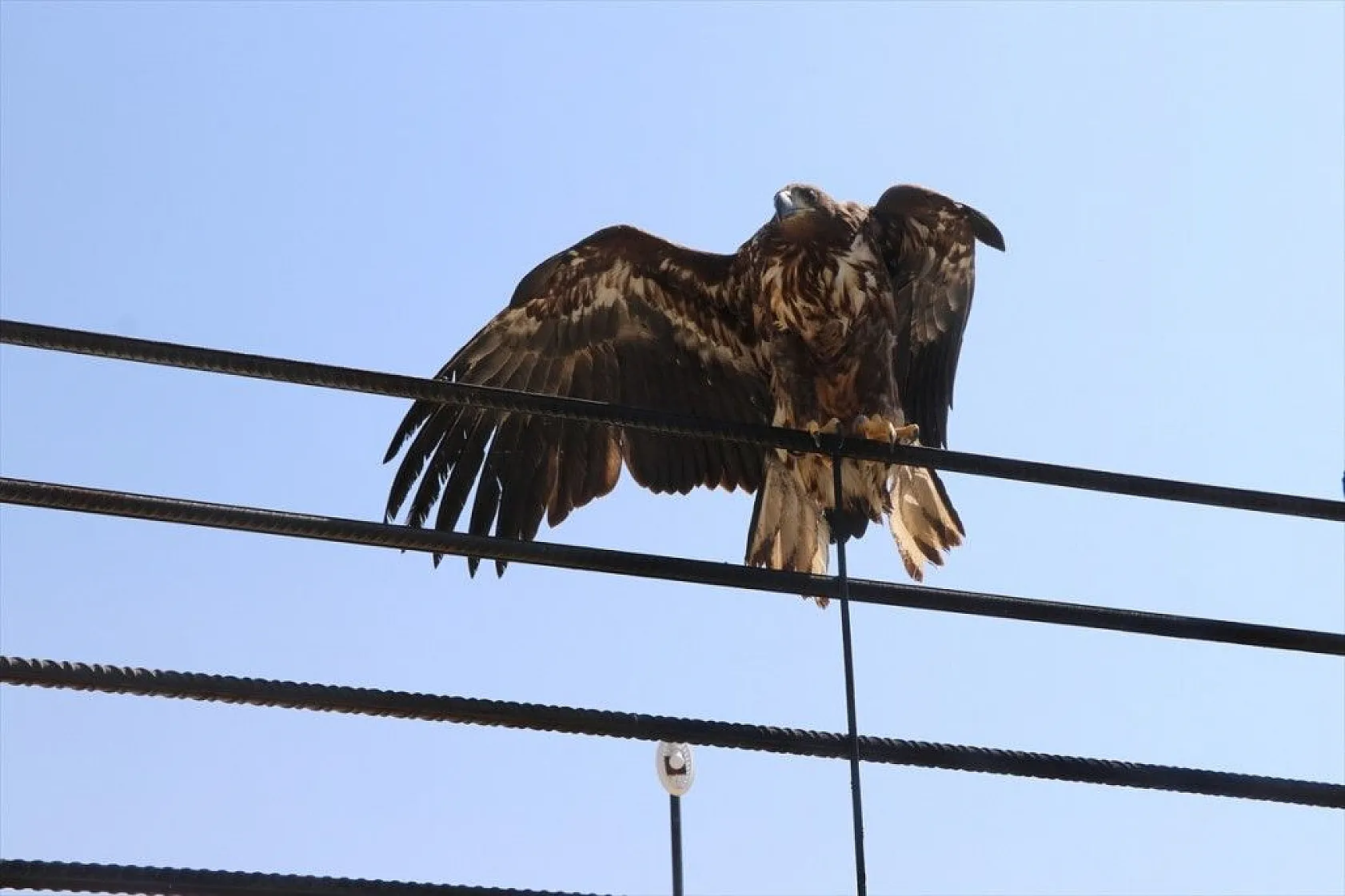 Kartal yavrusu 'Paşa'ya kucak açtı
