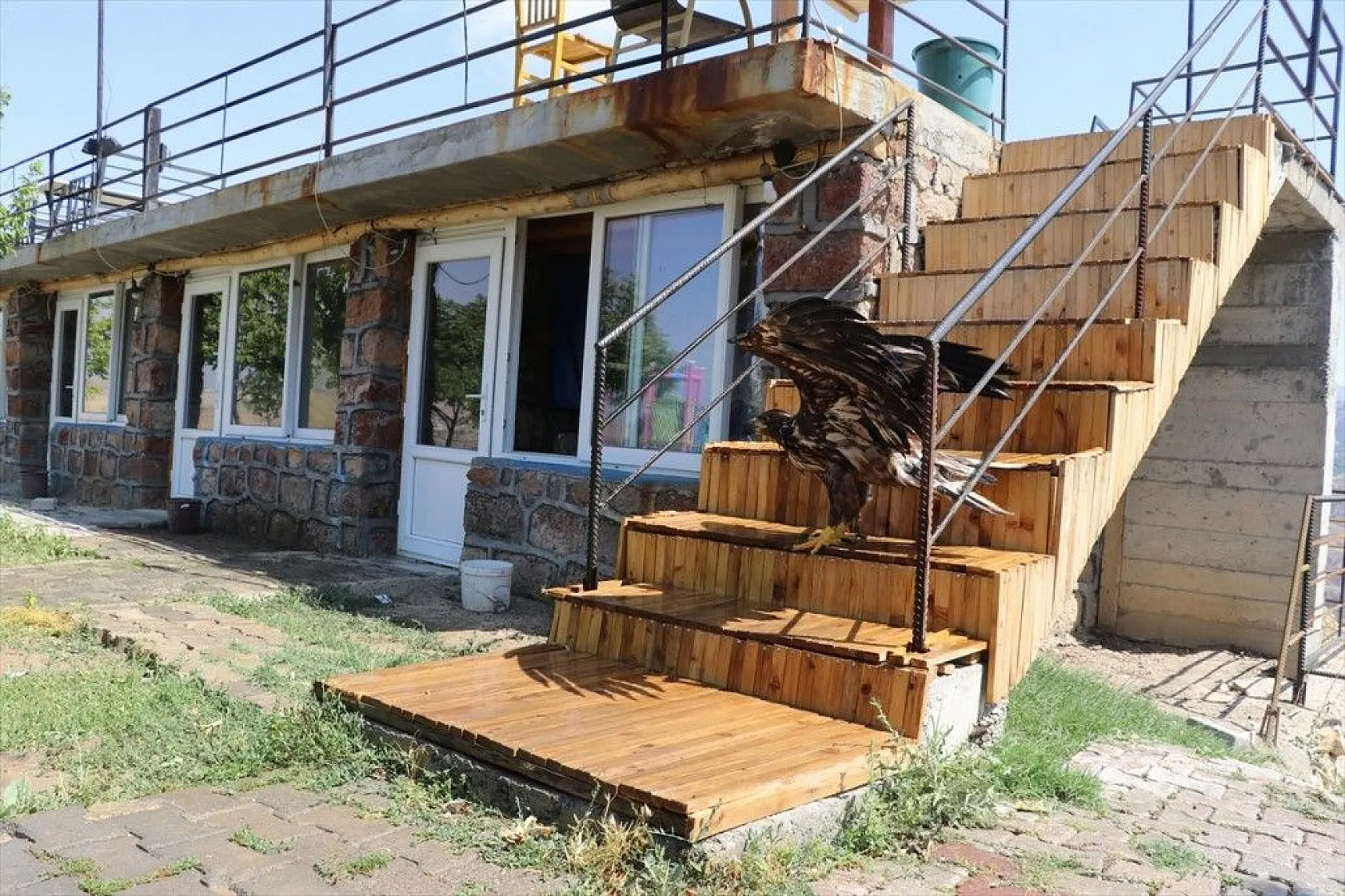 Kartal yavrusu 'Paşa'ya kucak açtı