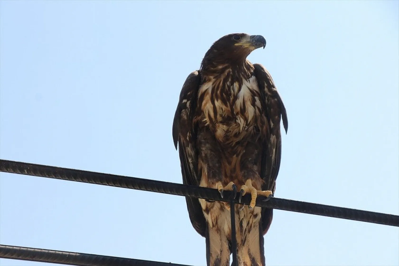 Kartal yavrusu 'Paşa'ya kucak açtı