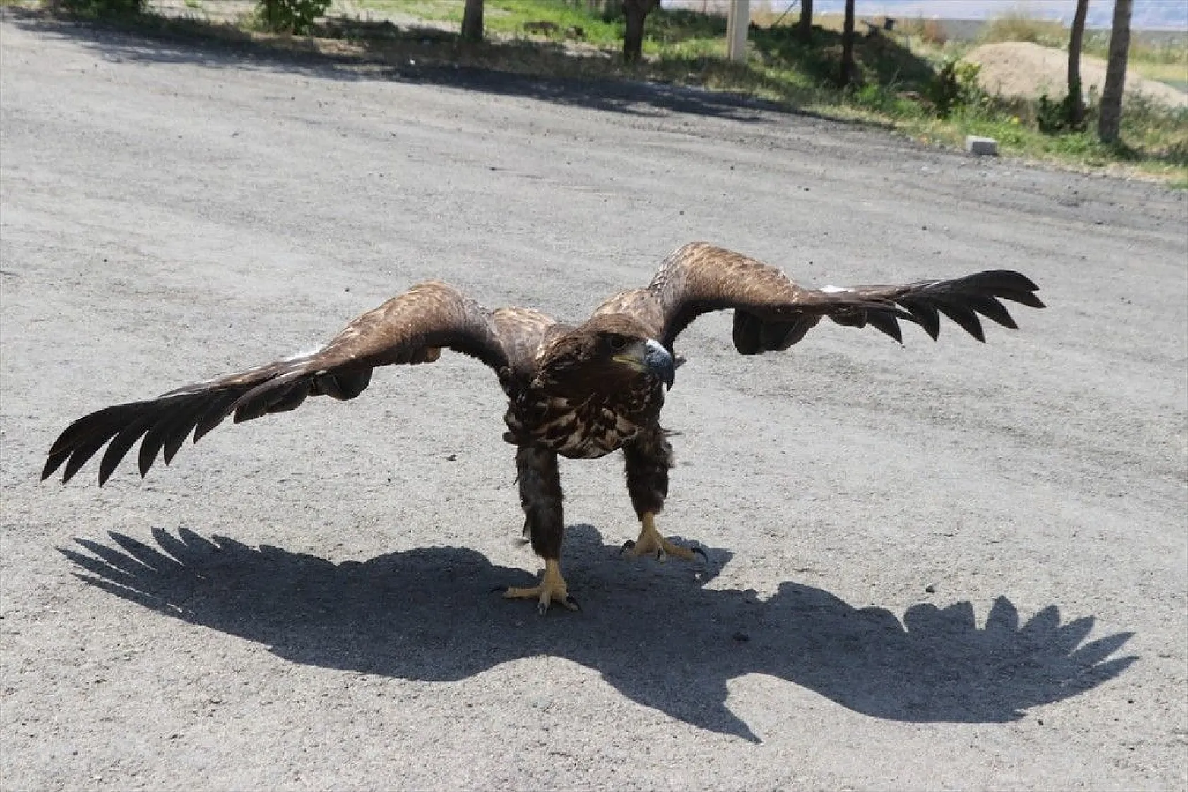 Kartal yavrusu 'Paşa'ya kucak açtı