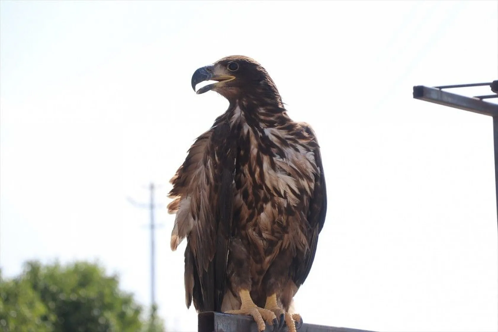 Kartal yavrusu 'Paşa'ya kucak açtı