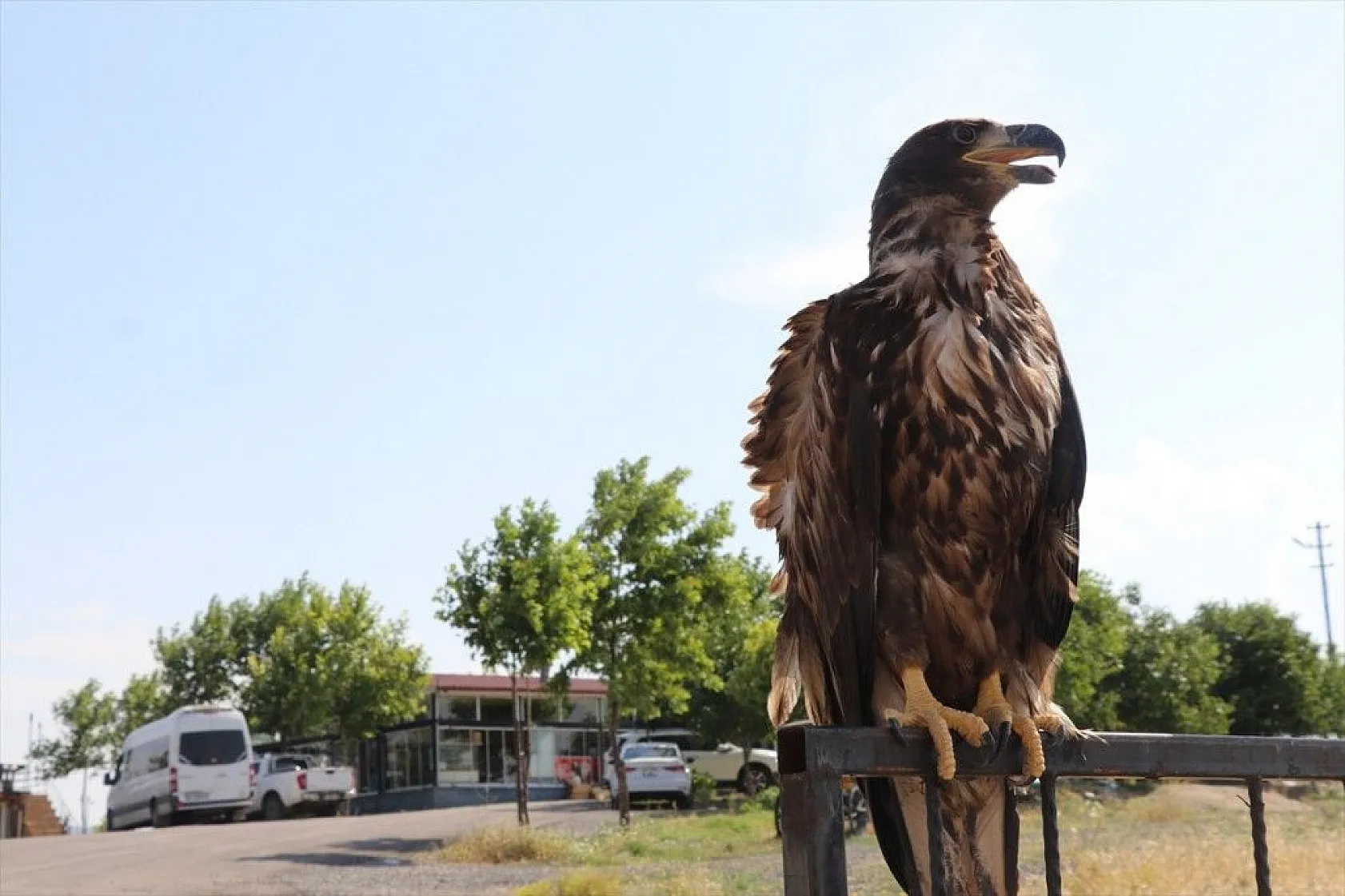 Kartal yavrusu 'Paşa'ya kucak açtı