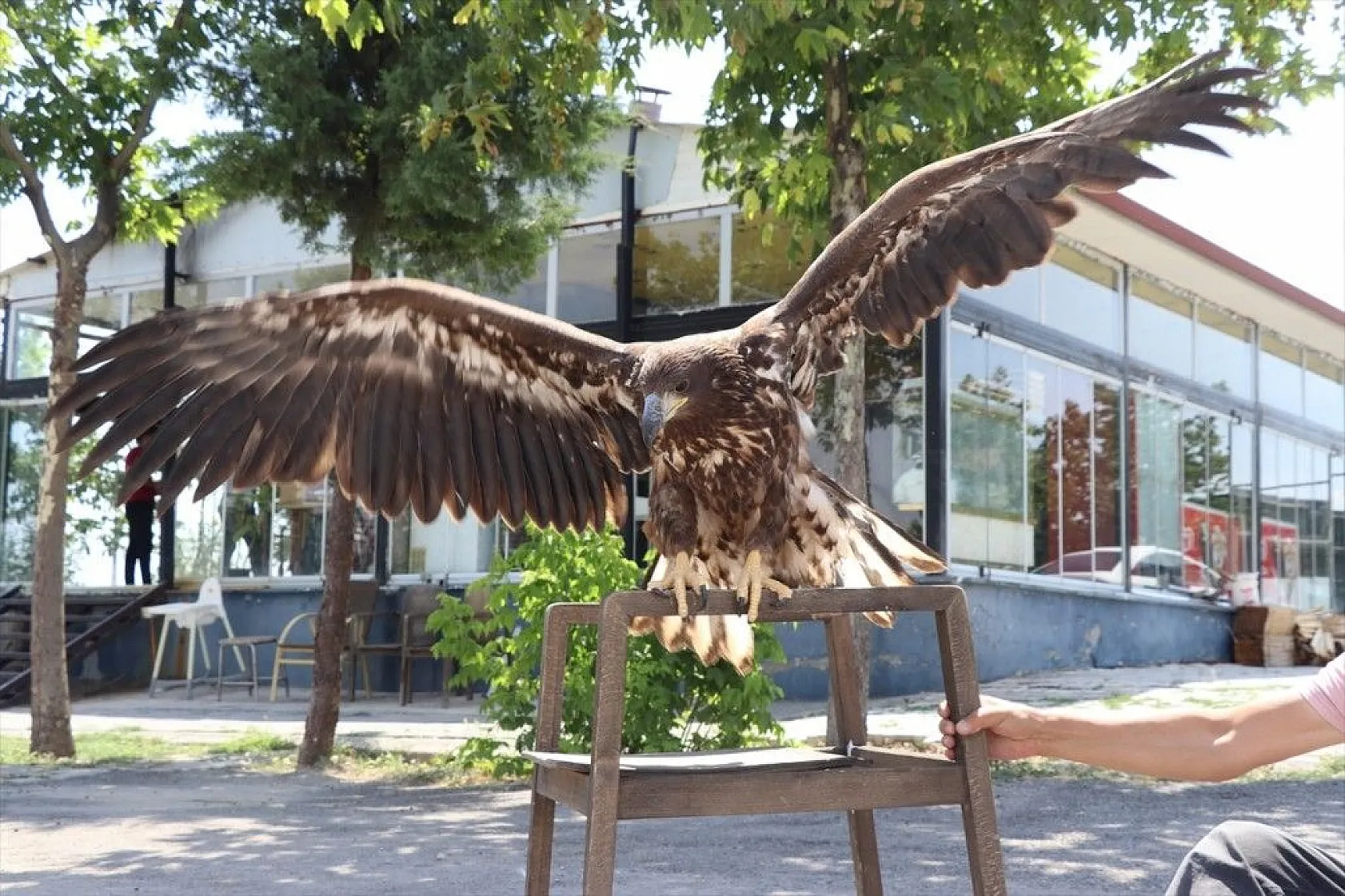 Kartal yavrusu 'Paşa'ya kucak açtı