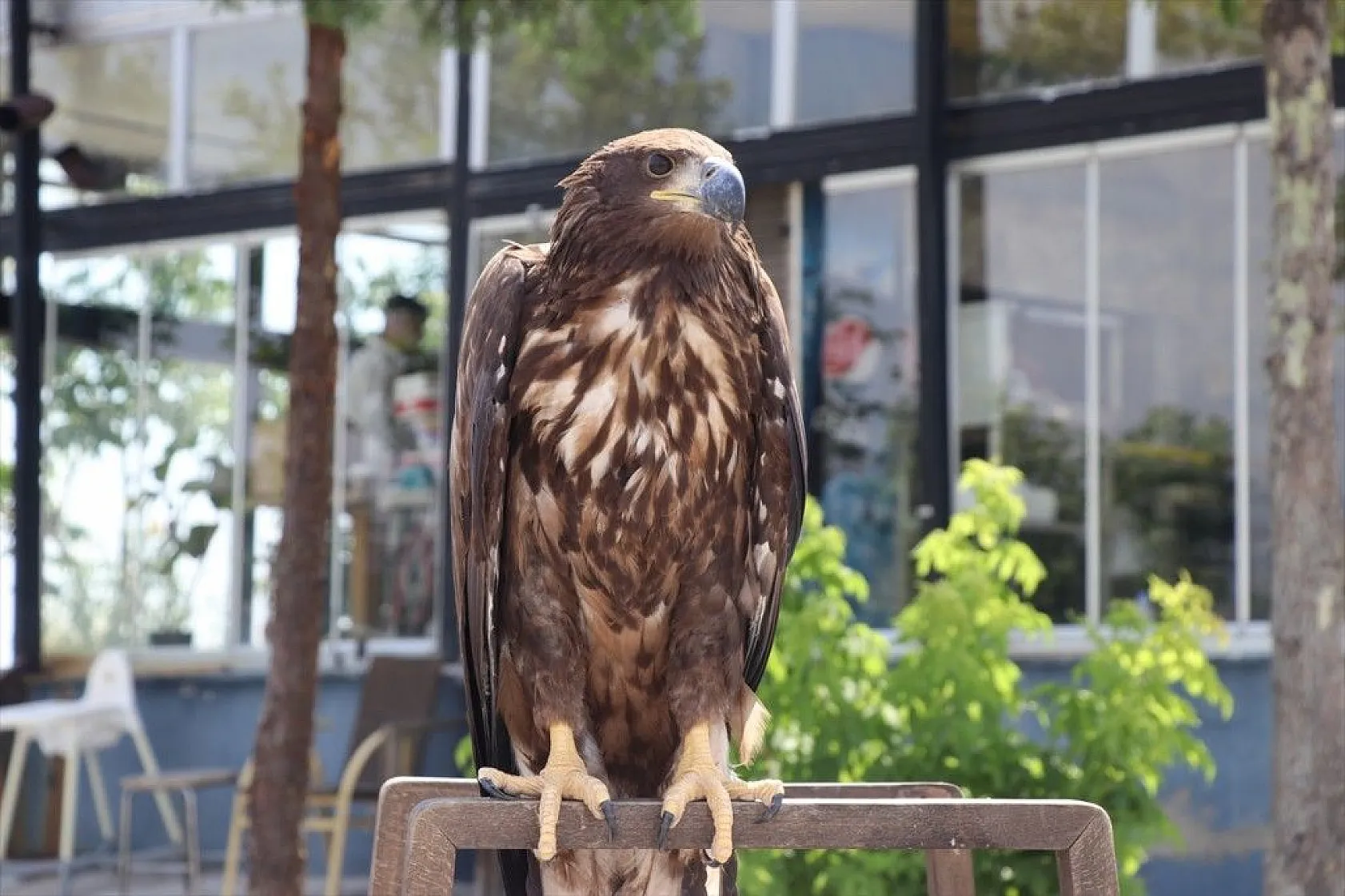 Kartal yavrusu 'Paşa'ya kucak açtı