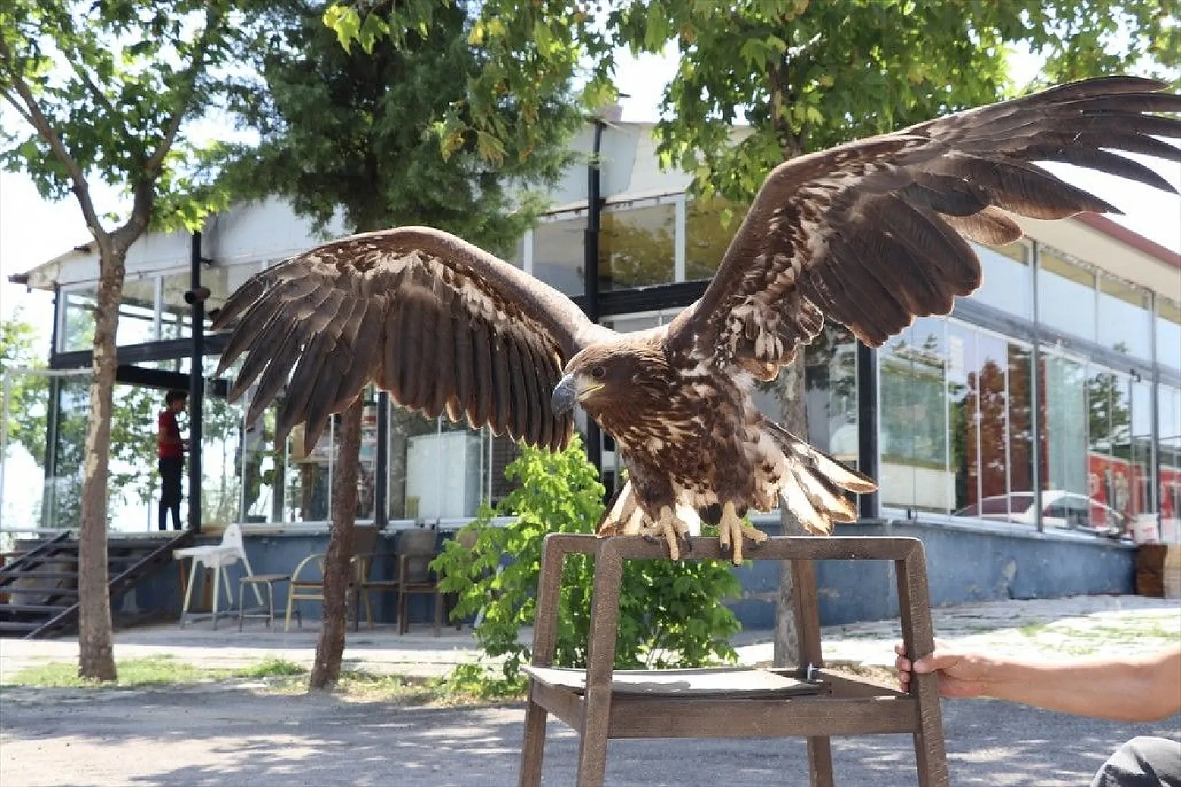 Kartal yavrusu 'Paşa'ya kucak açtı