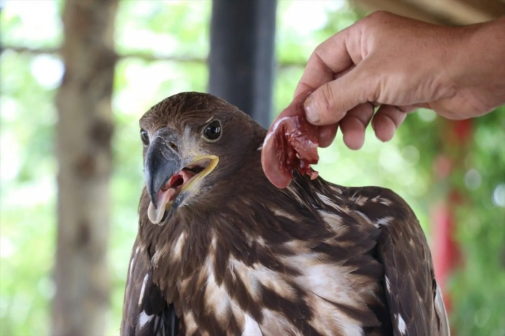 Kartal yavrusu 'Paşa'ya kucak açtı