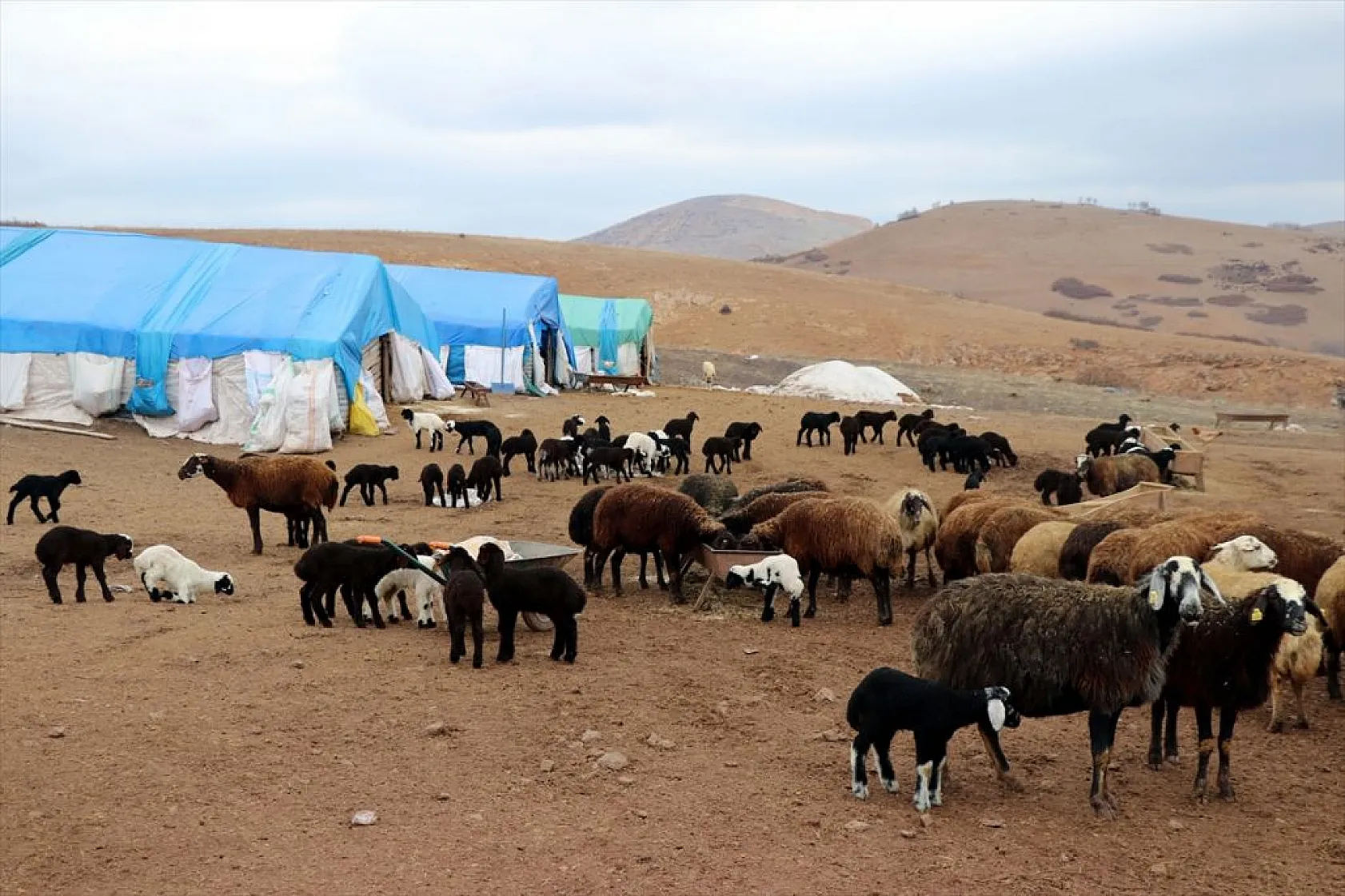 Onlarca yıllık çadır çilesi biten göçerler konteynerlere yerleşiyor