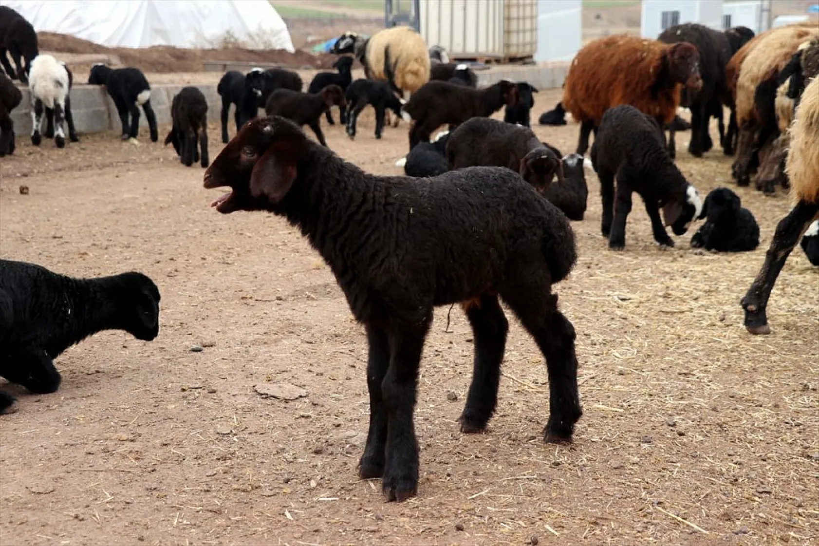 Onlarca yıllık çadır çilesi biten göçerler konteynerlere yerleşiyor