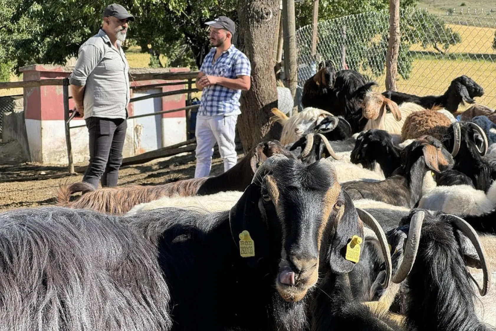 Piyanist muhtar, şarkıları artık köyündekiler için seslendiriyor