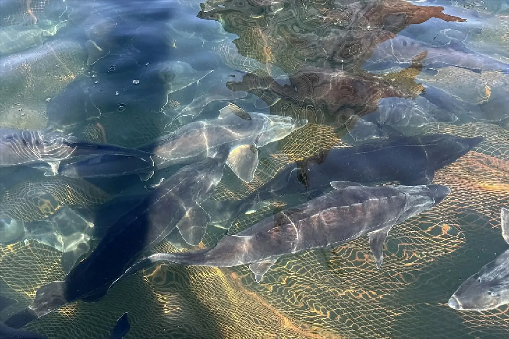 Su ürünleri ihracatında hedef 2 milyar doları geçmek