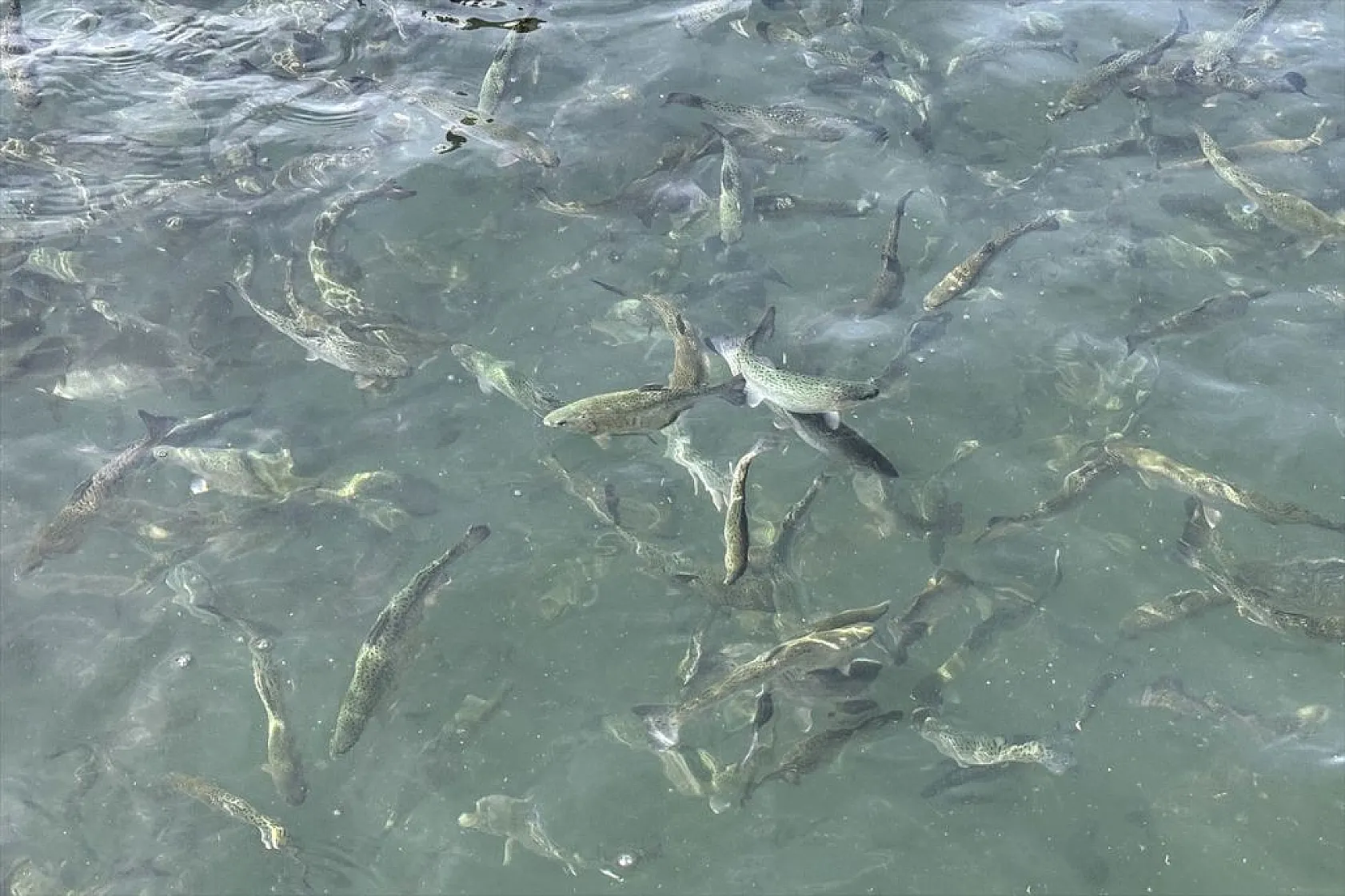 Su ürünleri ihracatında hedef 2 milyar doları geçmek