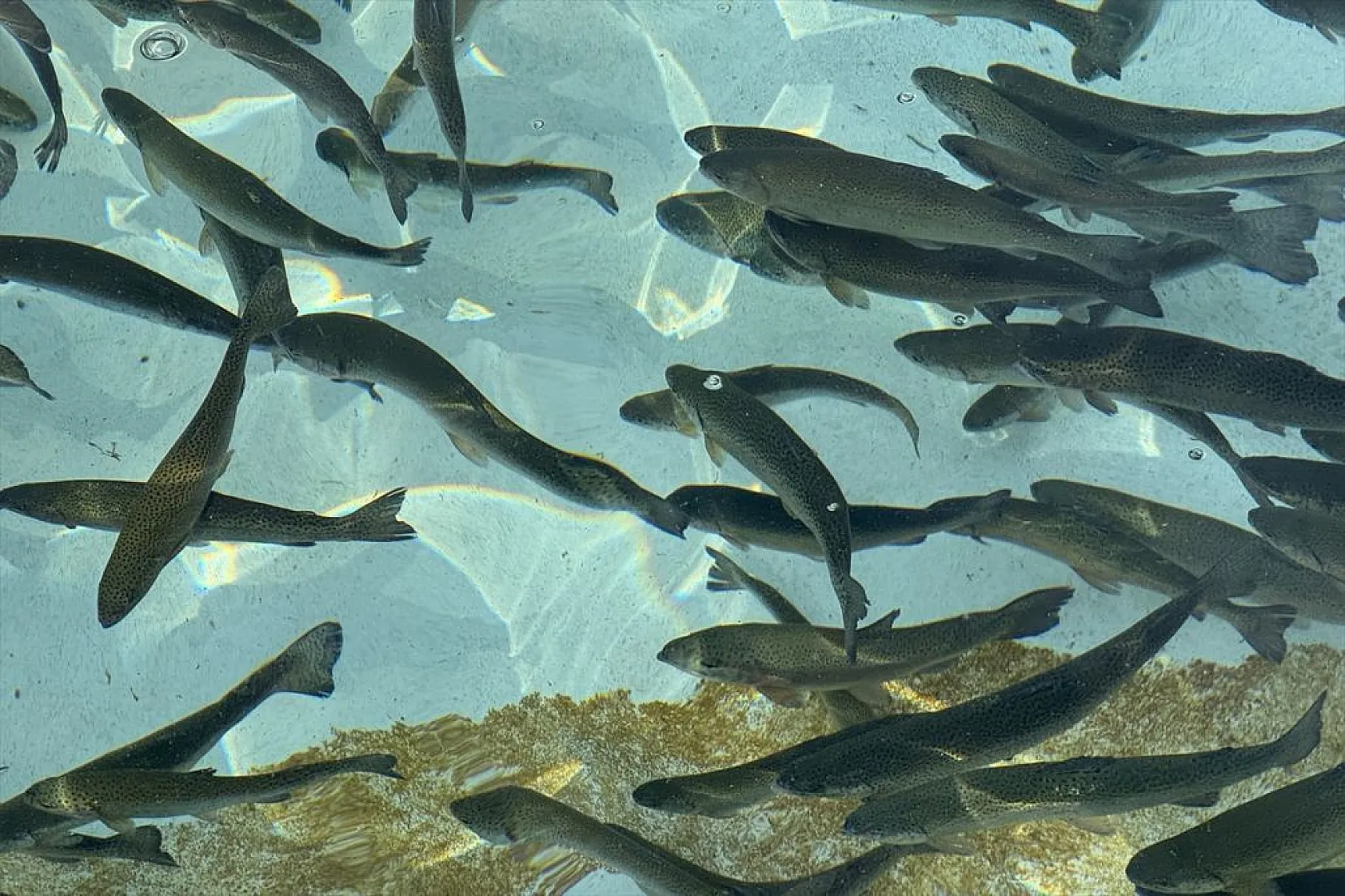 Su ürünleri ihracatında hedef 2 milyar doları geçmek