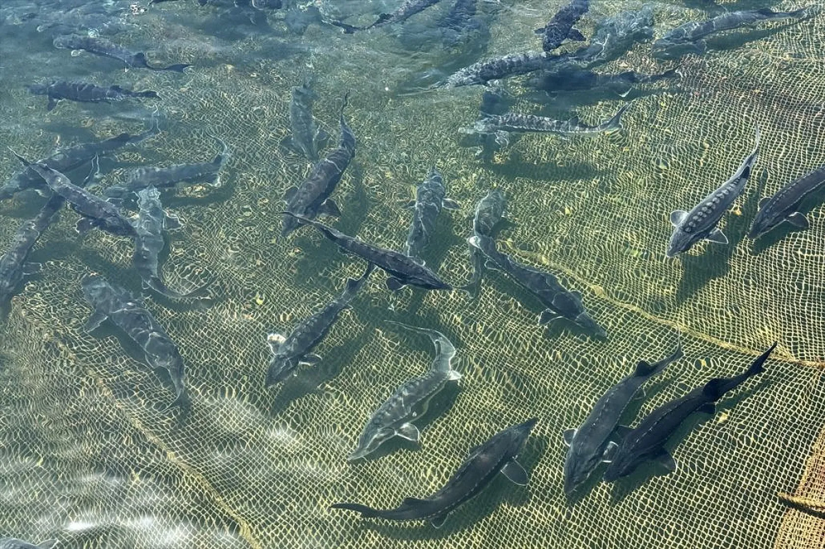 Su ürünleri ihracatında hedef 2 milyar doları geçmek