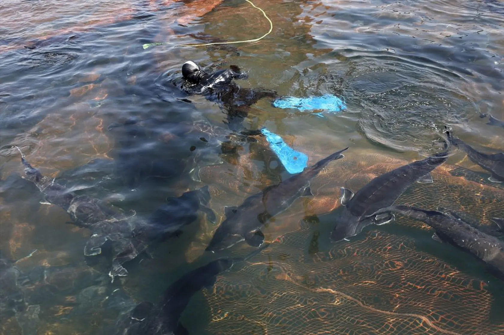 Su ürünleri ihracatında hedef 2 milyar doları geçmek