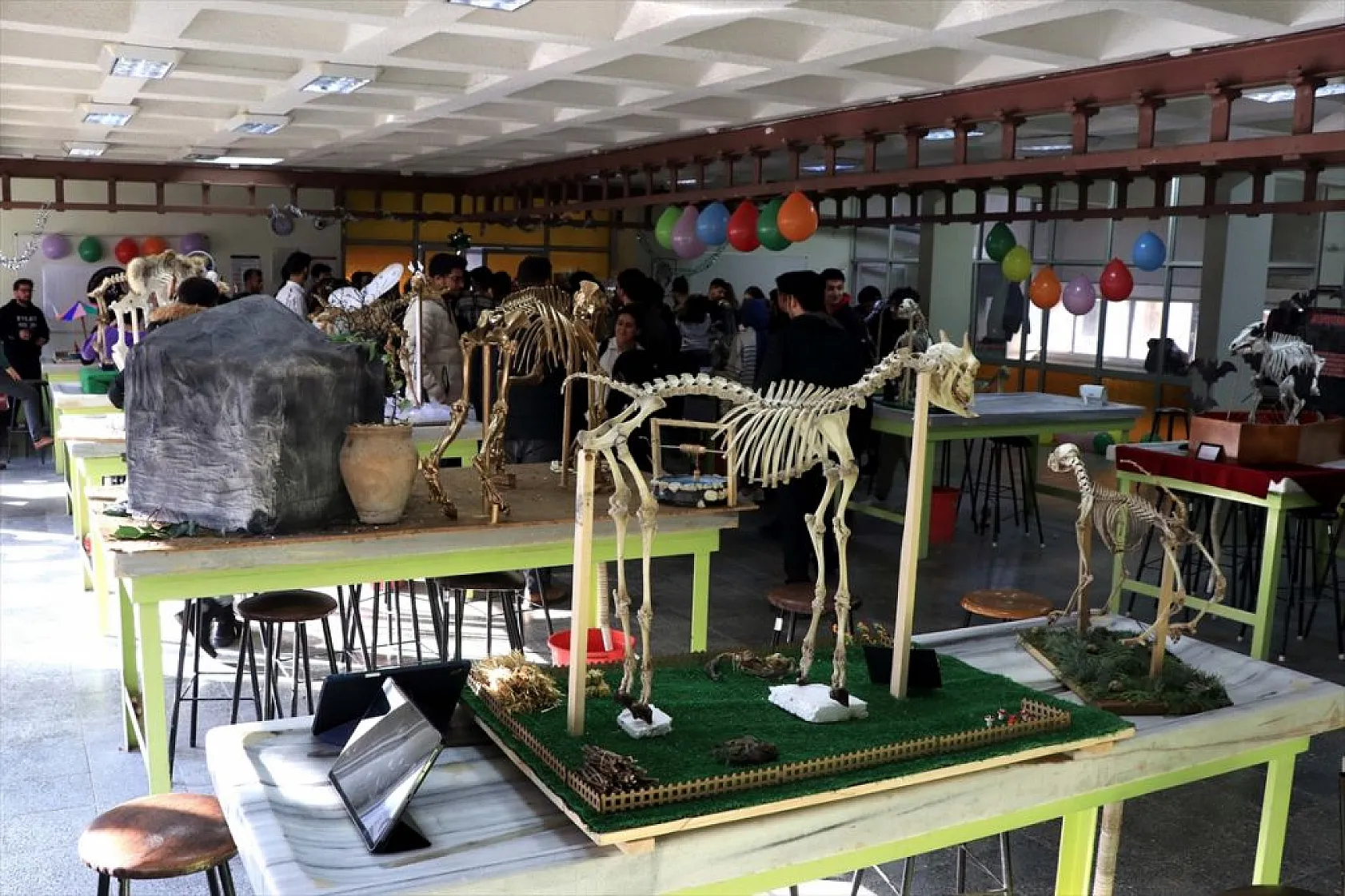 Topladıkları hayvan kemiklerini anatomi dersi için iskelete dönüştürdüler