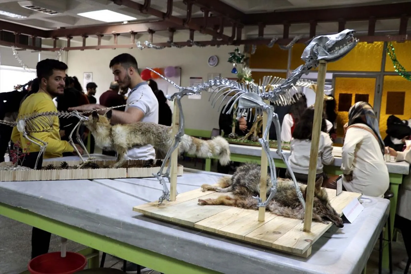 Topladıkları hayvan kemiklerini anatomi dersi için iskelete dönüştürdüler