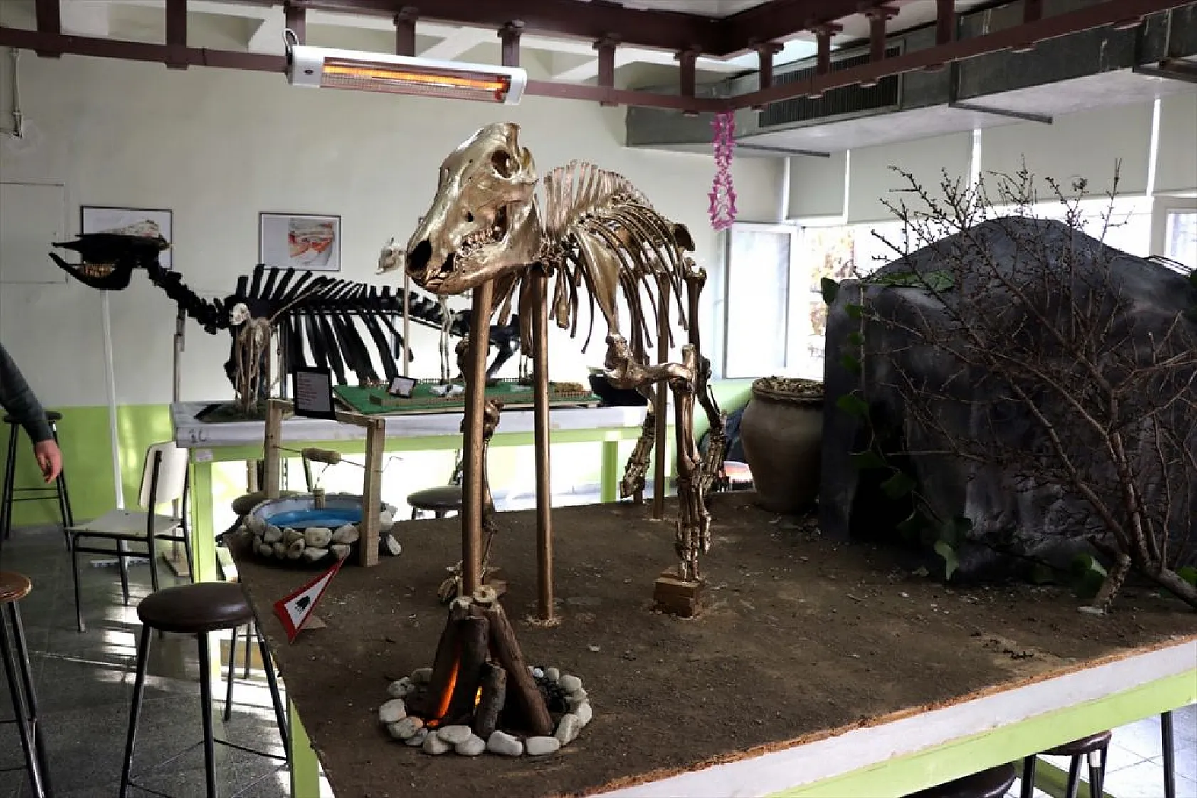 Topladıkları hayvan kemiklerini anatomi dersi için iskelete dönüştürdüler