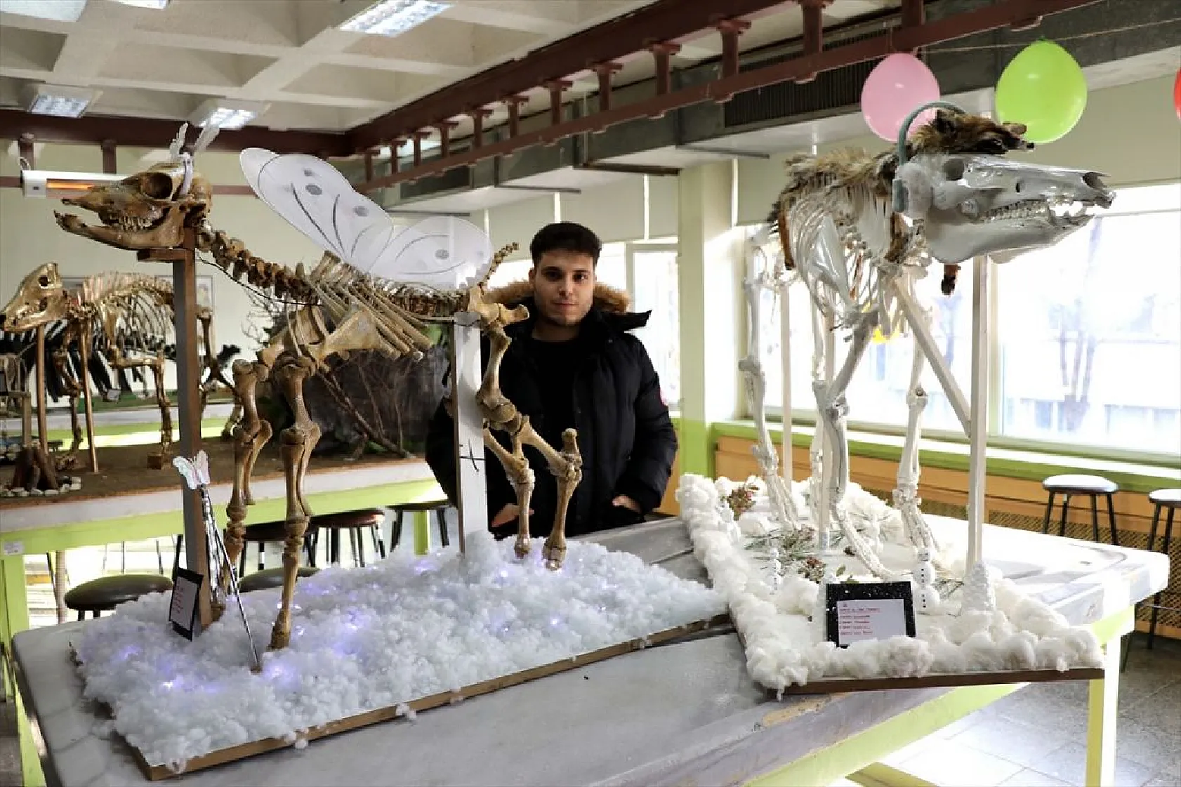 Topladıkları hayvan kemiklerini anatomi dersi için iskelete dönüştürdüler