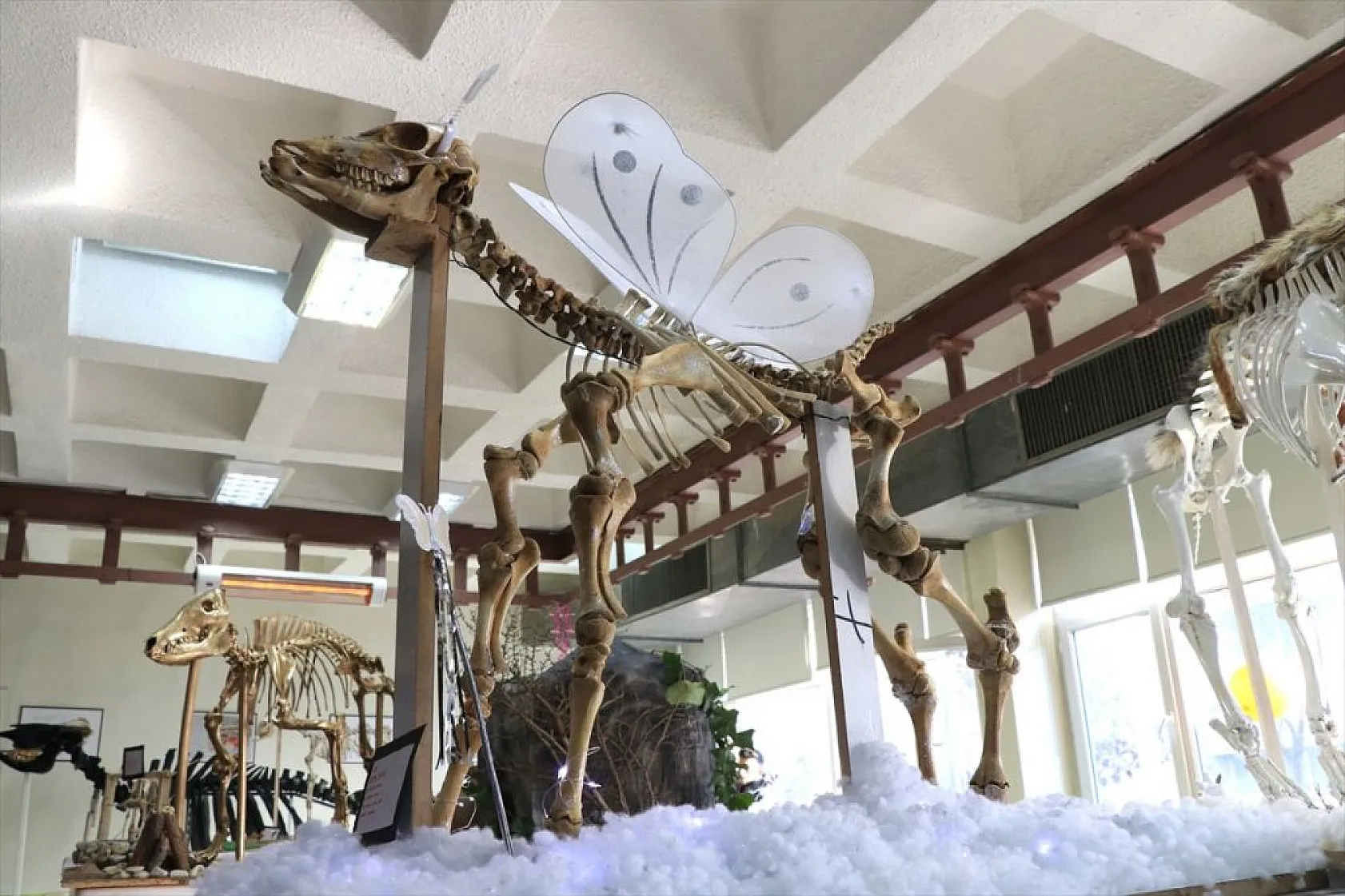 Topladıkları hayvan kemiklerini anatomi dersi için iskelete dönüştürdüler