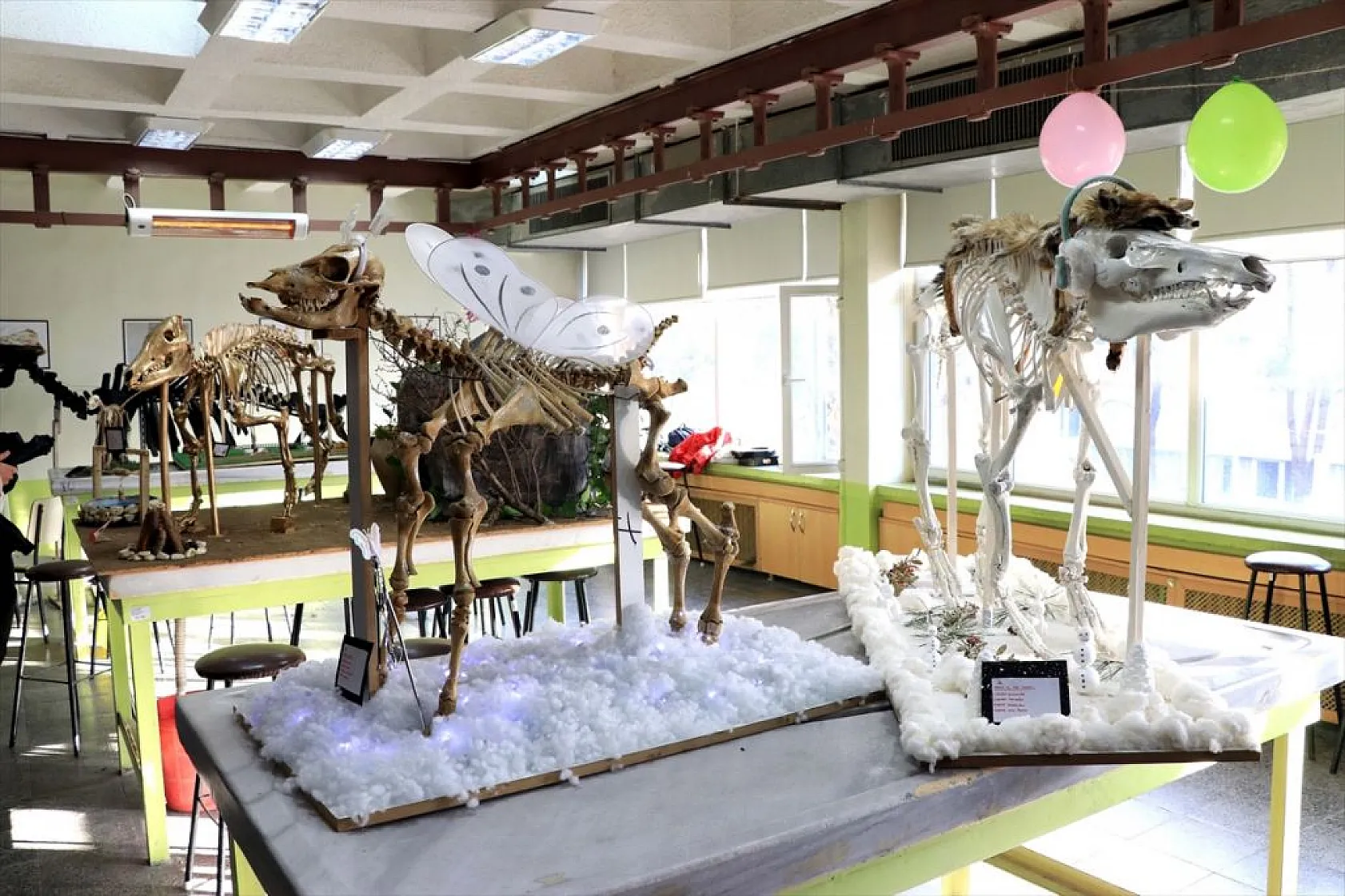 Topladıkları hayvan kemiklerini anatomi dersi için iskelete dönüştürdüler