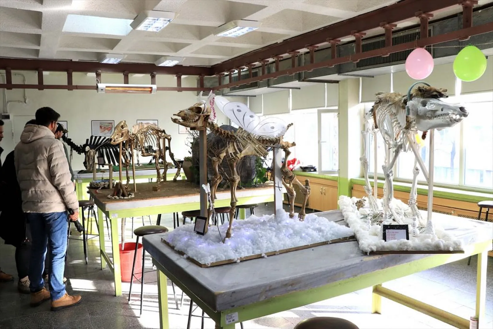 Topladıkları hayvan kemiklerini anatomi dersi için iskelete dönüştürdüler