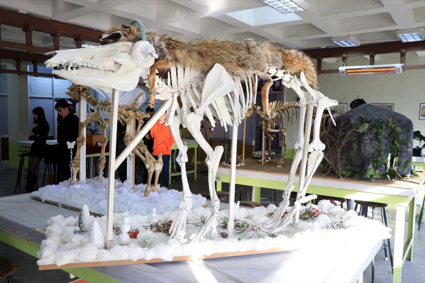 Topladıkları hayvan kemiklerini anatomi dersi için iskelete dönüştürdüler