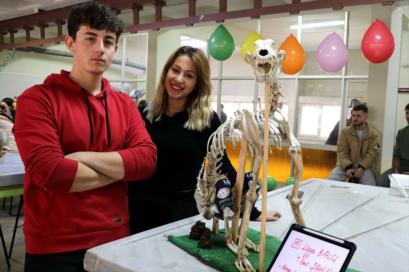 Topladıkları hayvan kemiklerini anatomi dersi için iskelete dönüştürdüler