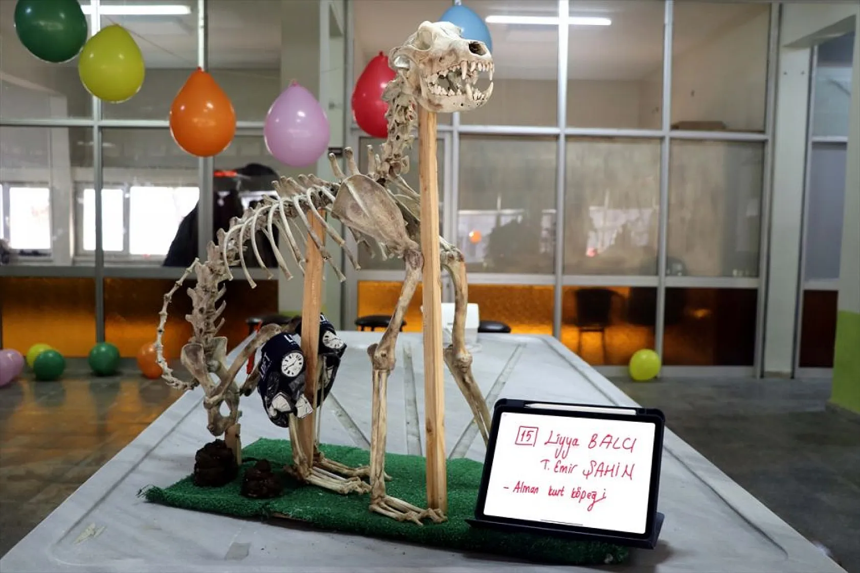 Topladıkları hayvan kemiklerini anatomi dersi için iskelete dönüştürdüler