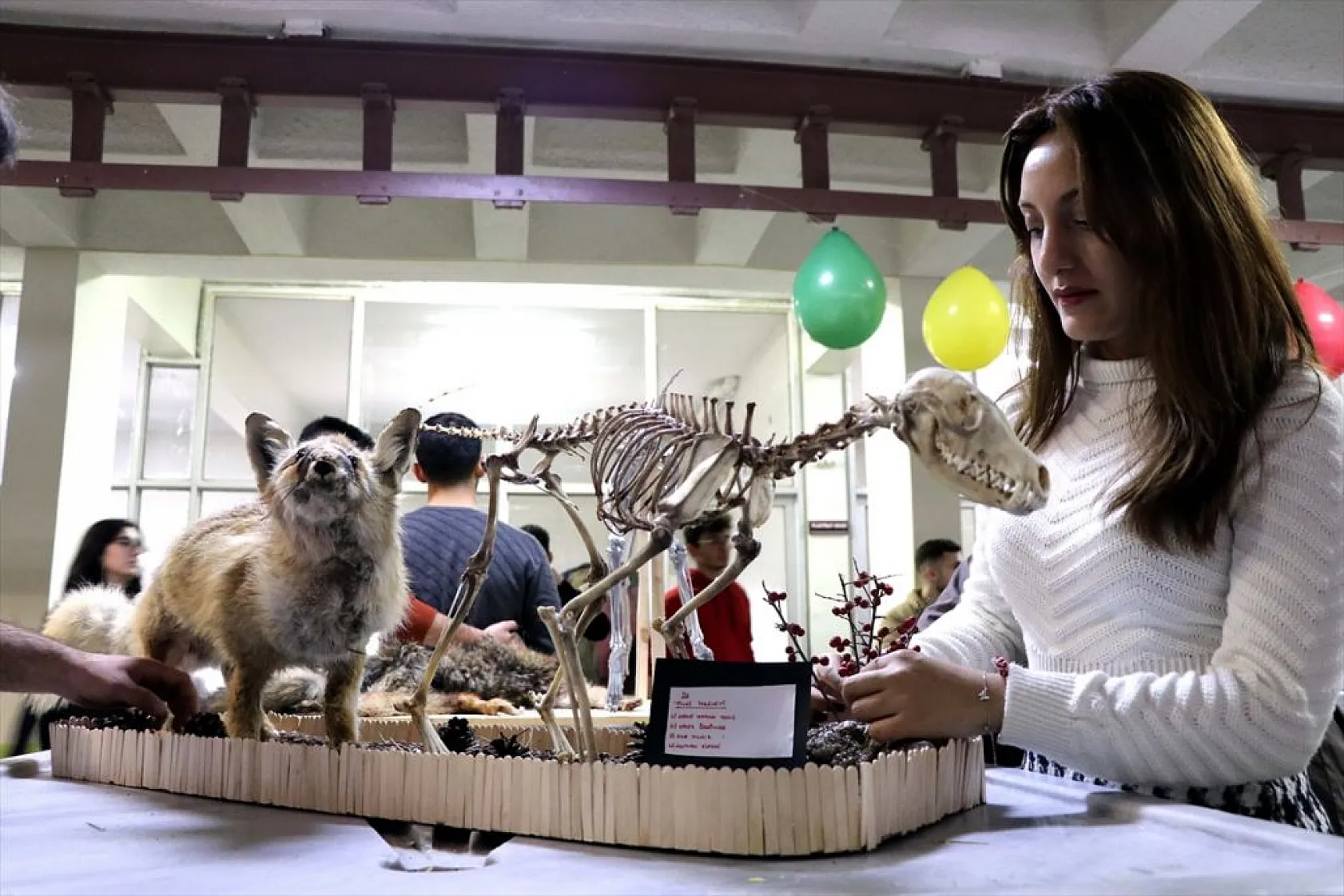 Topladıkları hayvan kemiklerini anatomi dersi için iskelete dönüştürdüler