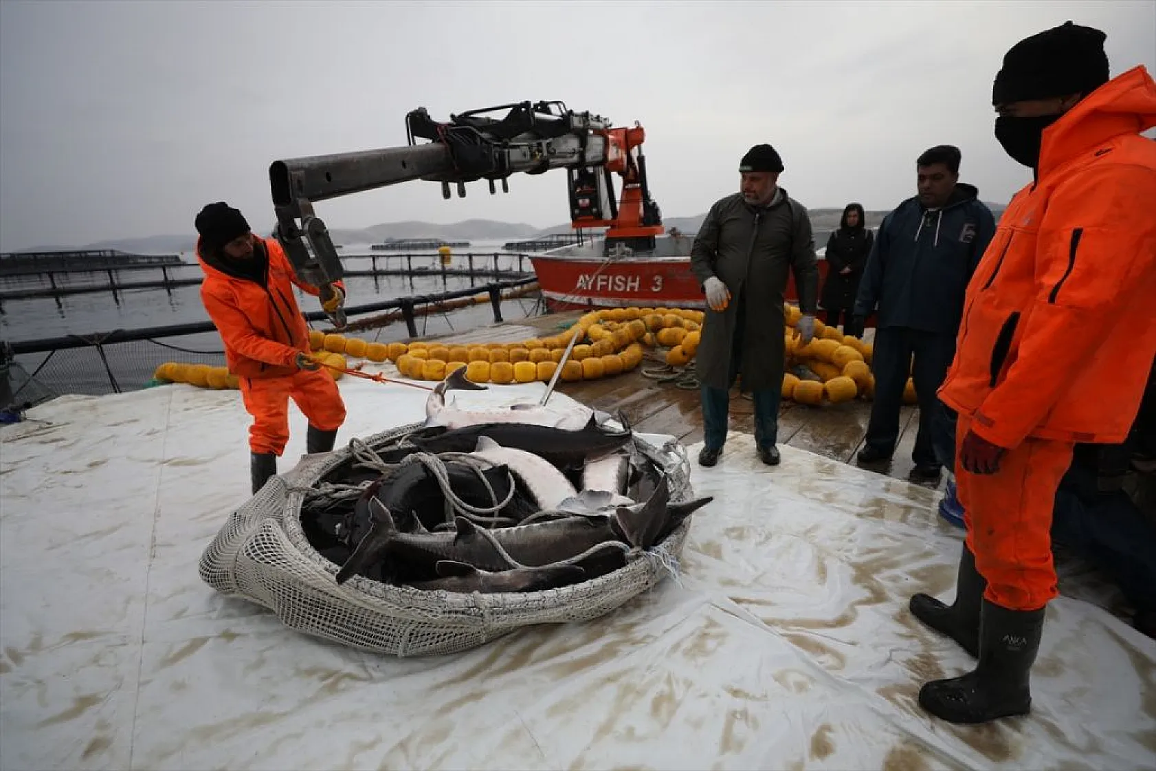 Keban Barajı'nda dev mersin balığı üretimi