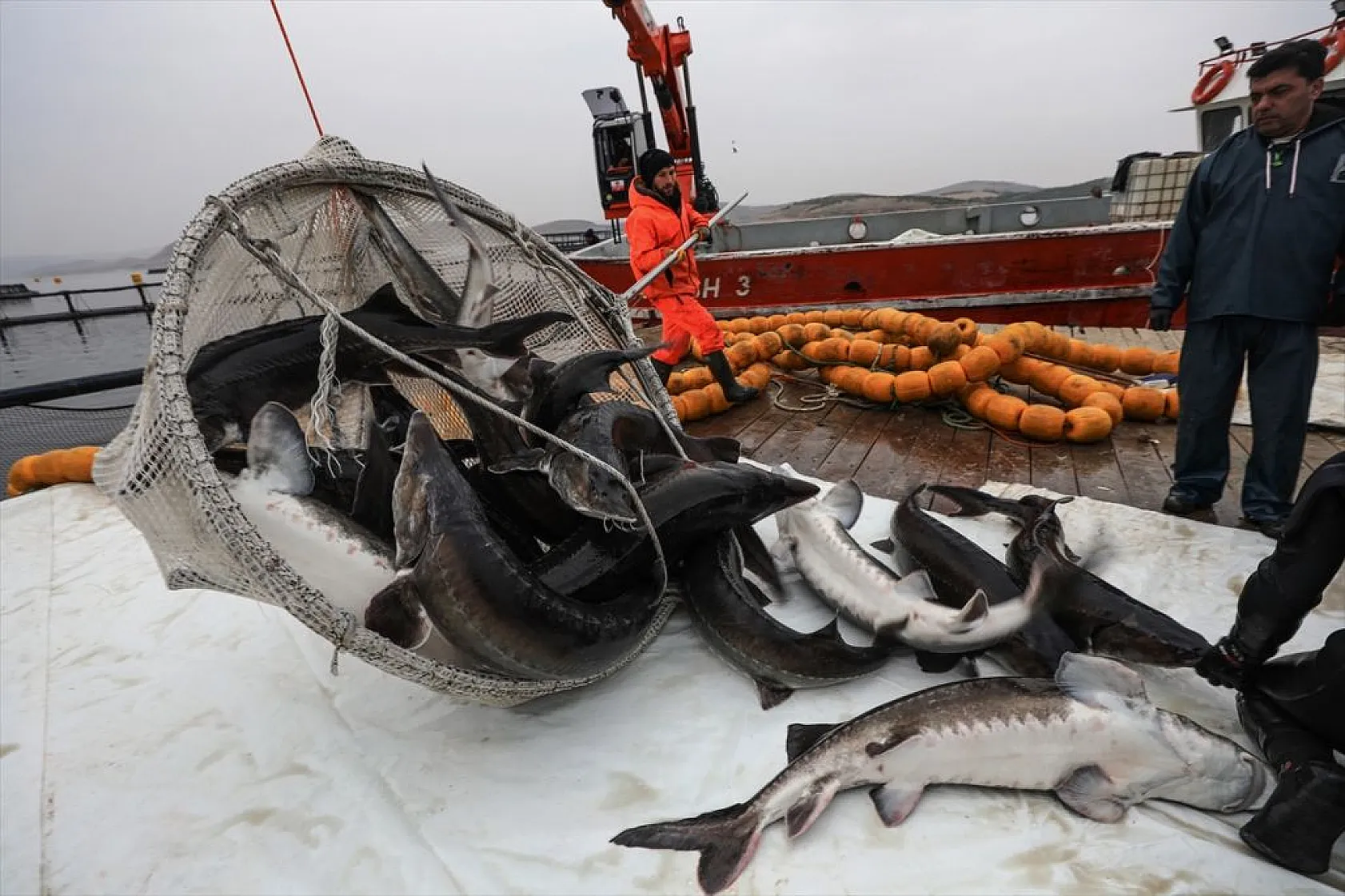 Keban Barajı'nda dev mersin balığı üretimi