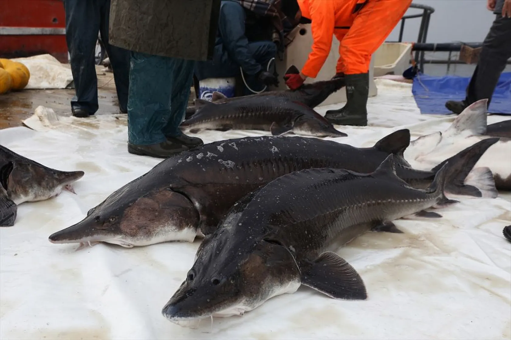 Keban Barajı'nda dev mersin balığı üretimi