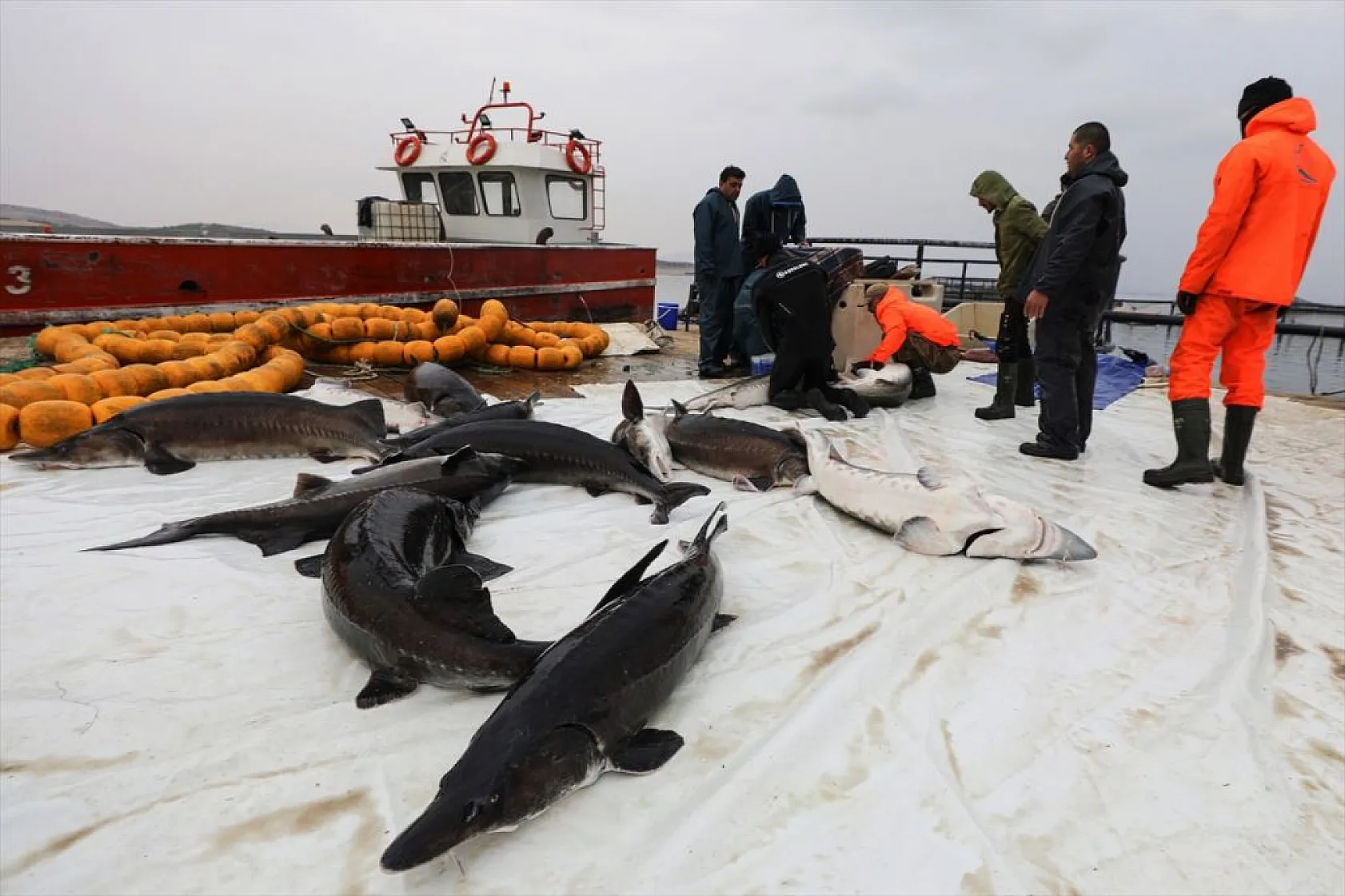 Keban Barajı'nda dev mersin balığı üretimi