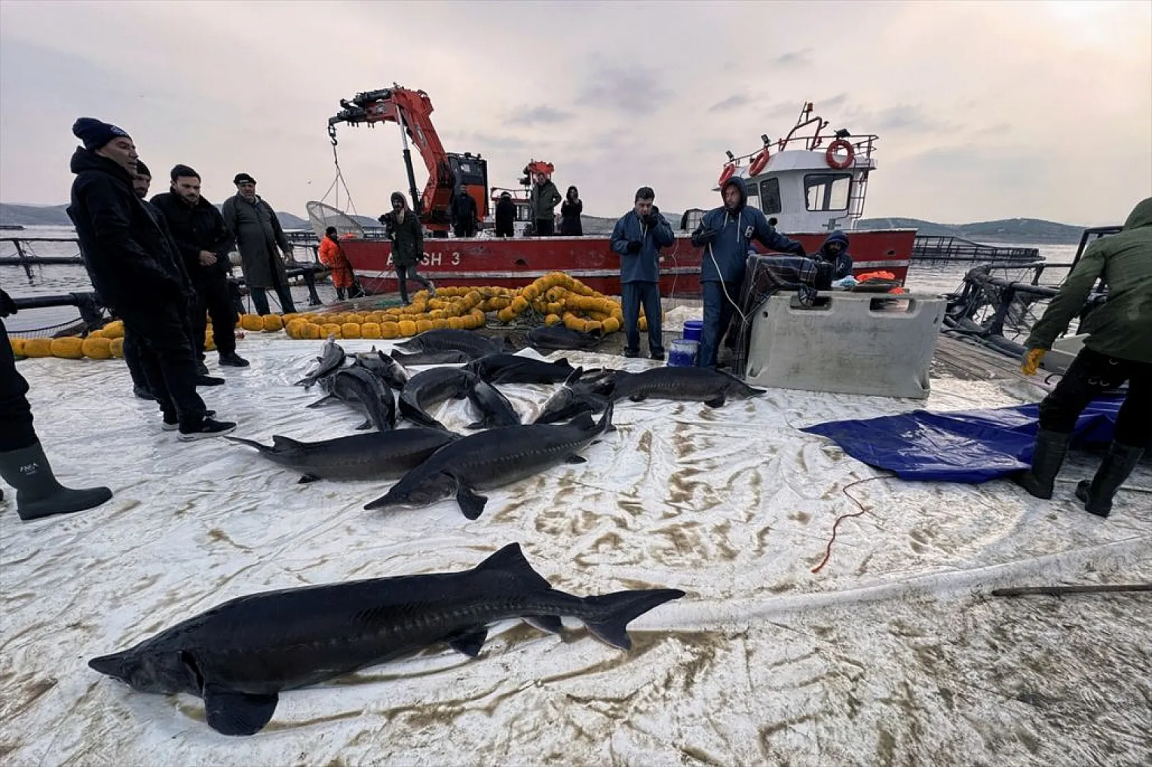 Keban Barajı'nda dev mersin balığı üretimi