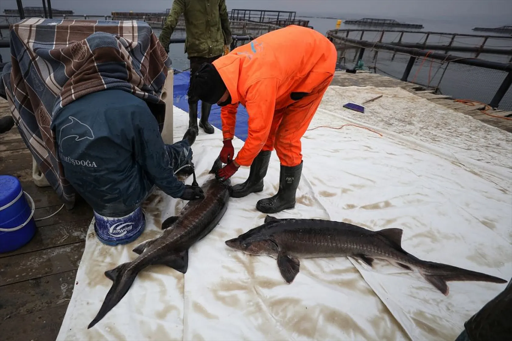 Keban Barajı'nda dev mersin balığı üretimi