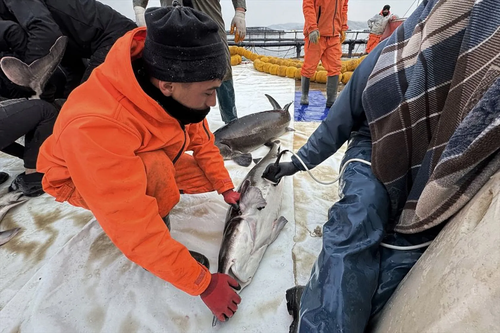 Keban Barajı'nda dev mersin balığı üretimi