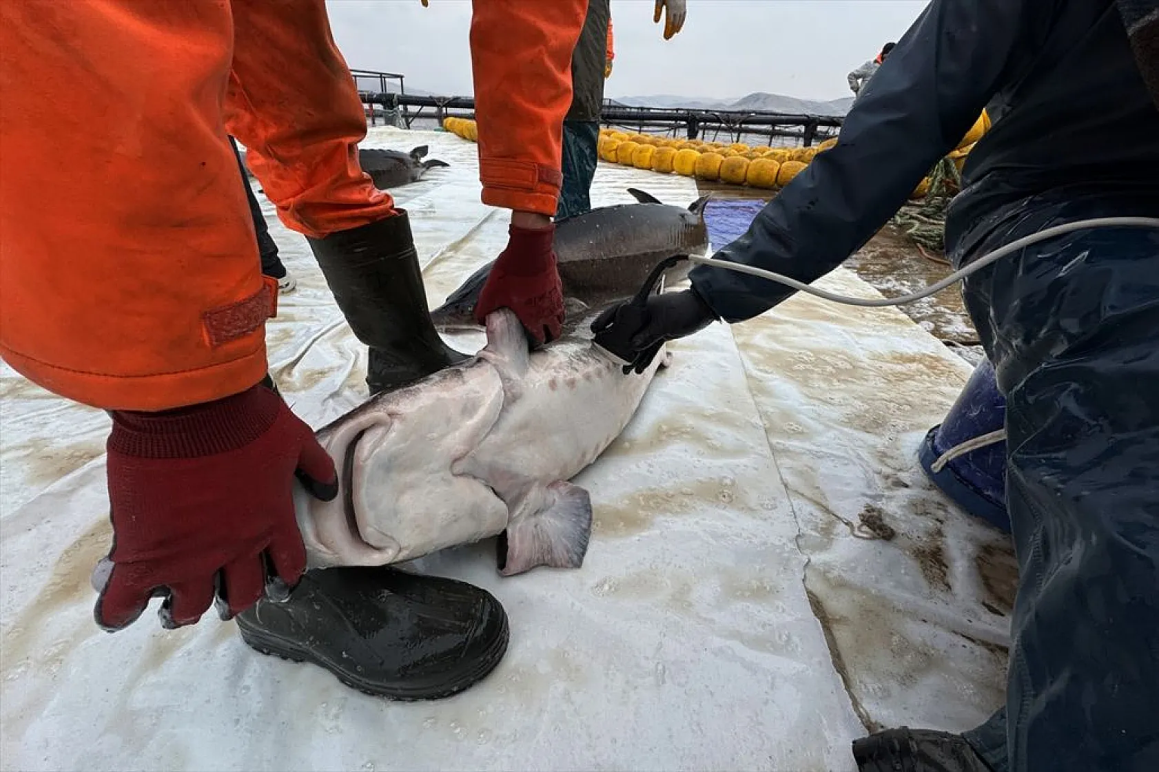 Keban Barajı'nda dev mersin balığı üretimi