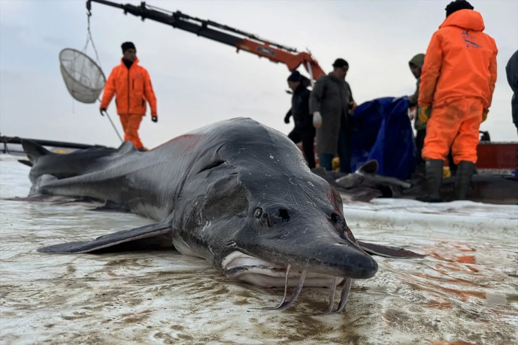Keban Barajı'nda dev mersin balığı üretimi