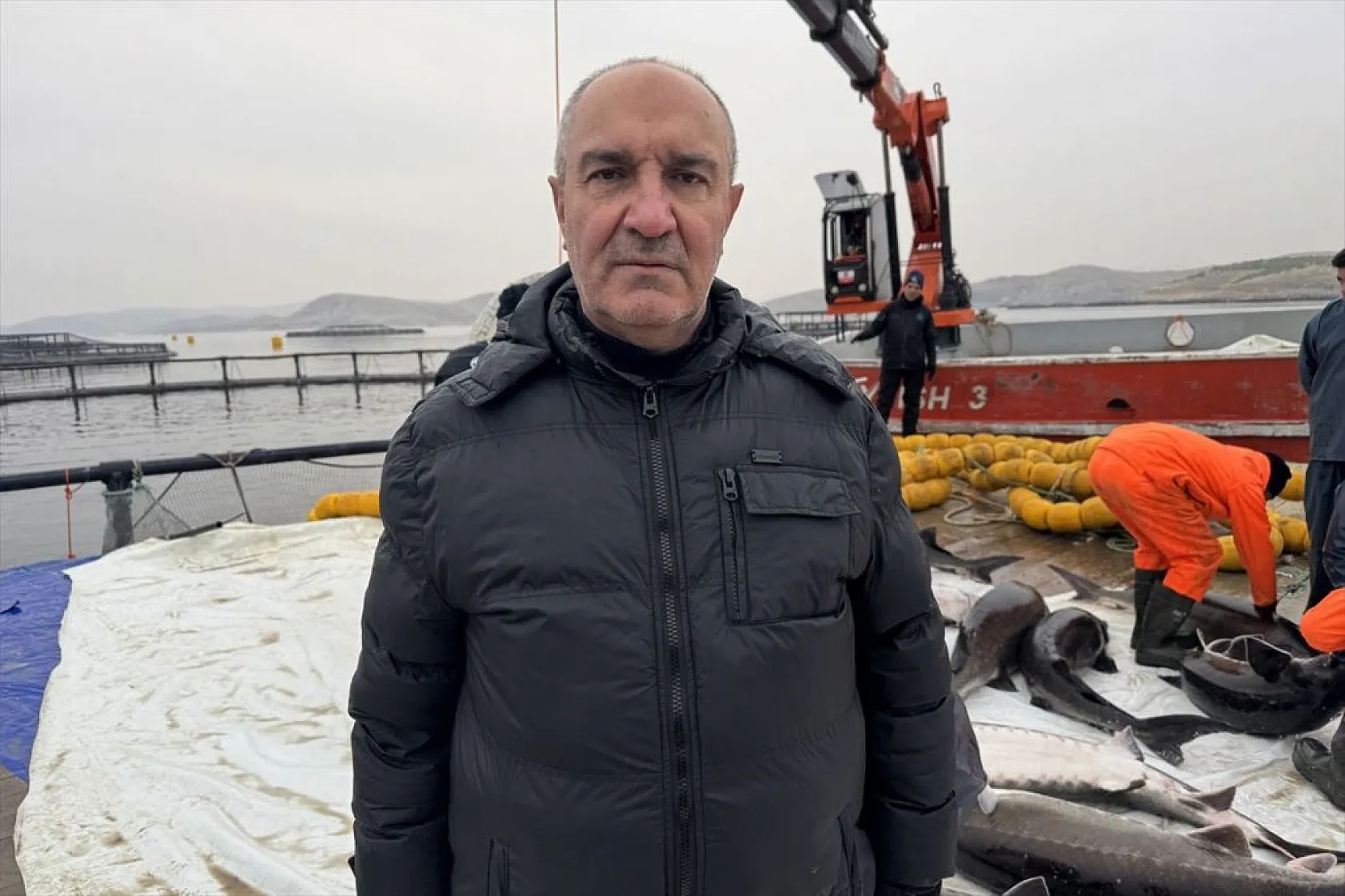 Keban Barajı'nda dev mersin balığı üretimi