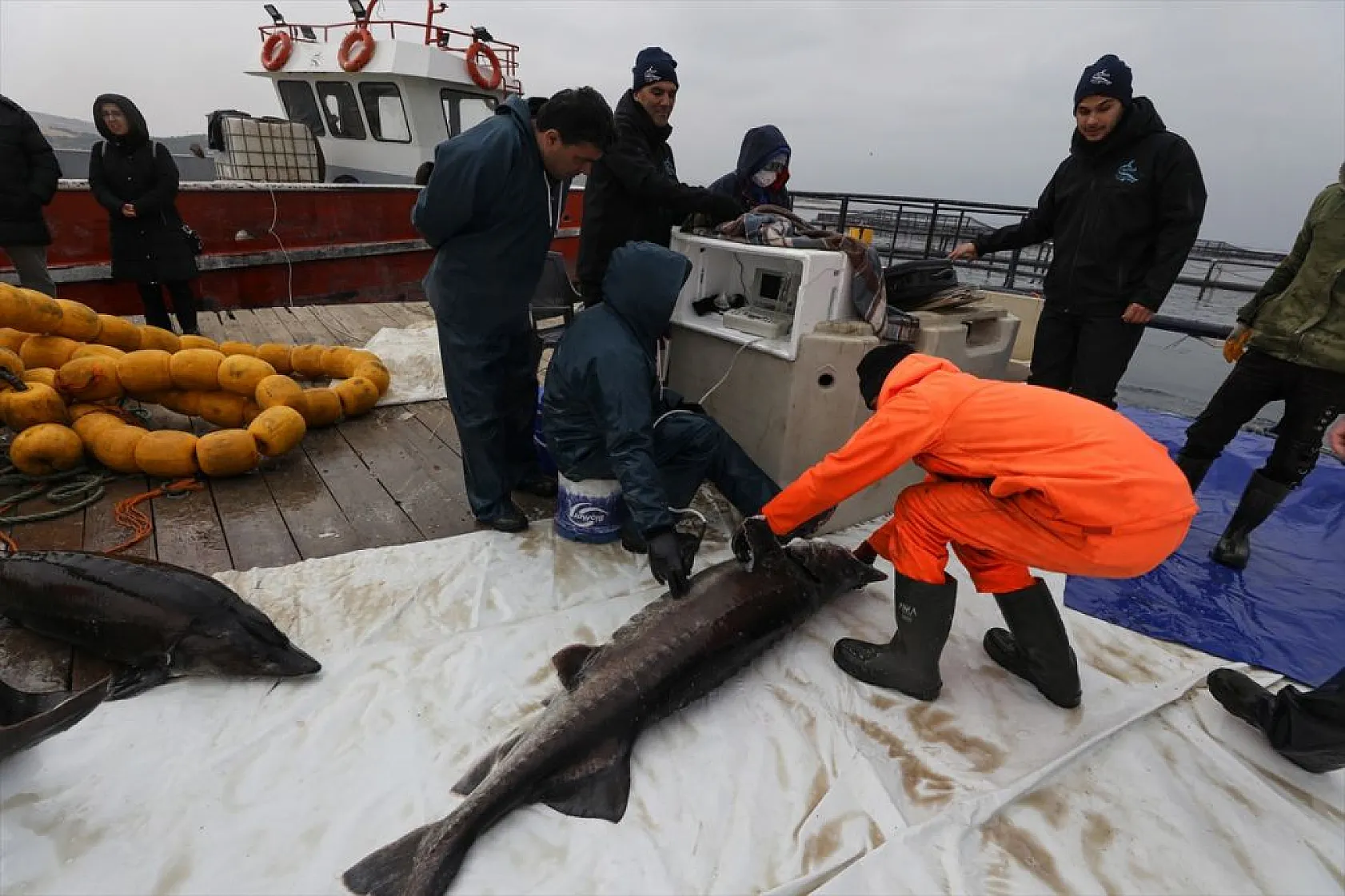 Keban Barajı'nda dev mersin balığı üretimi