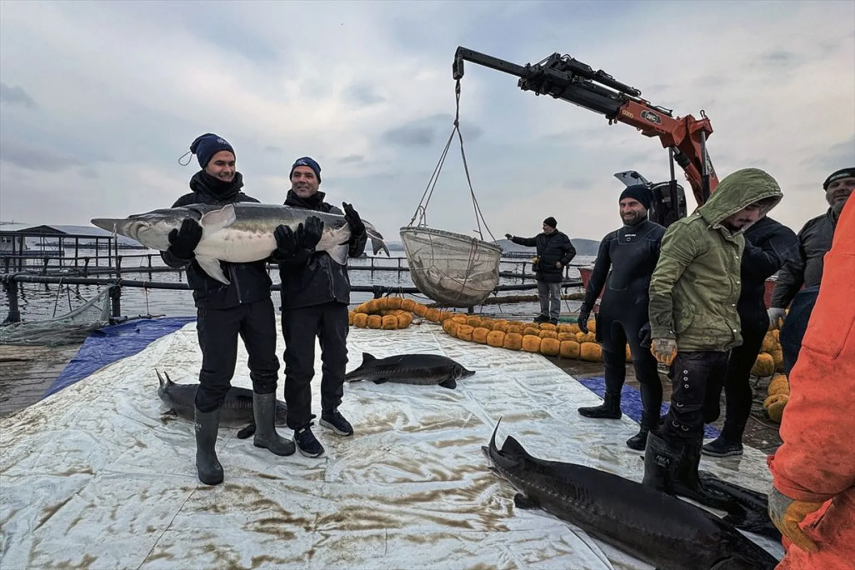Keban Barajı'nda dev mersin balığı üretimi