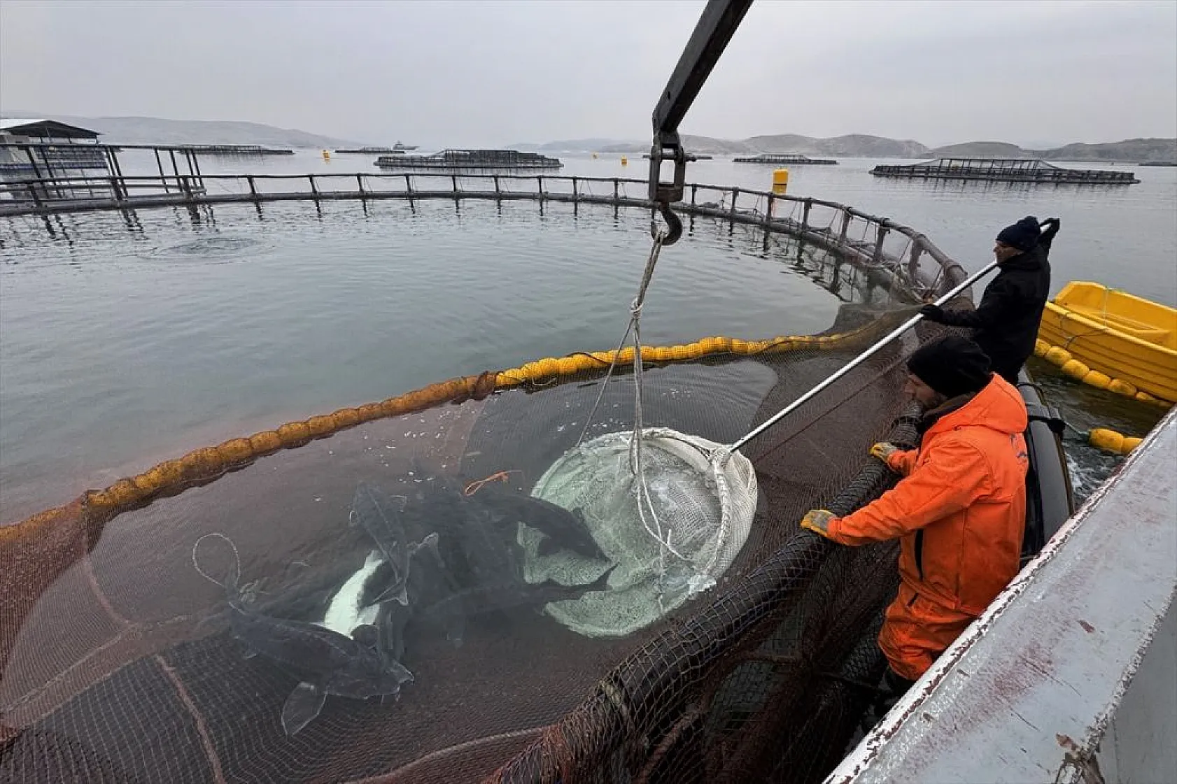 Keban Barajı'nda dev mersin balığı üretimi