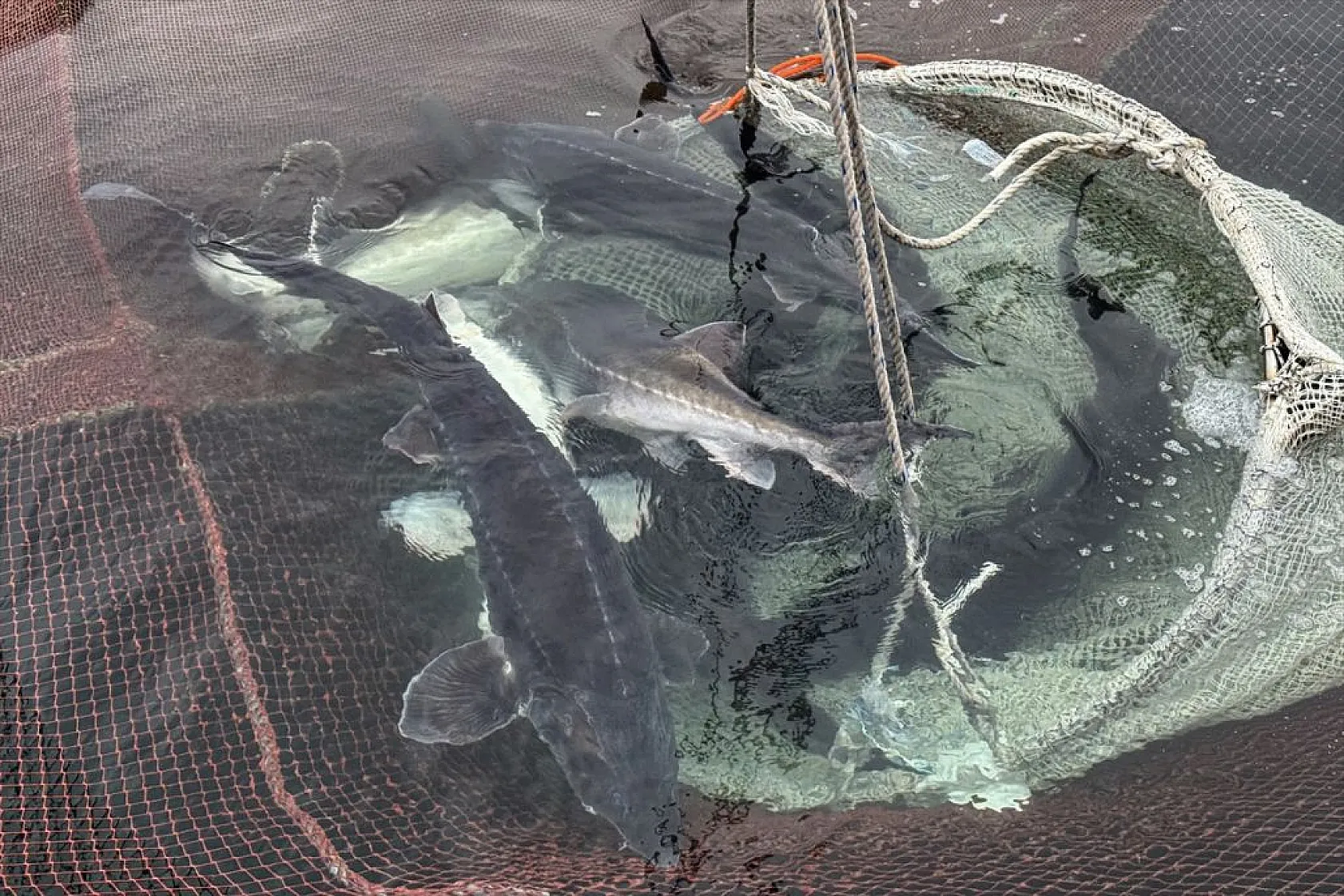 Keban Barajı'nda dev mersin balığı üretimi