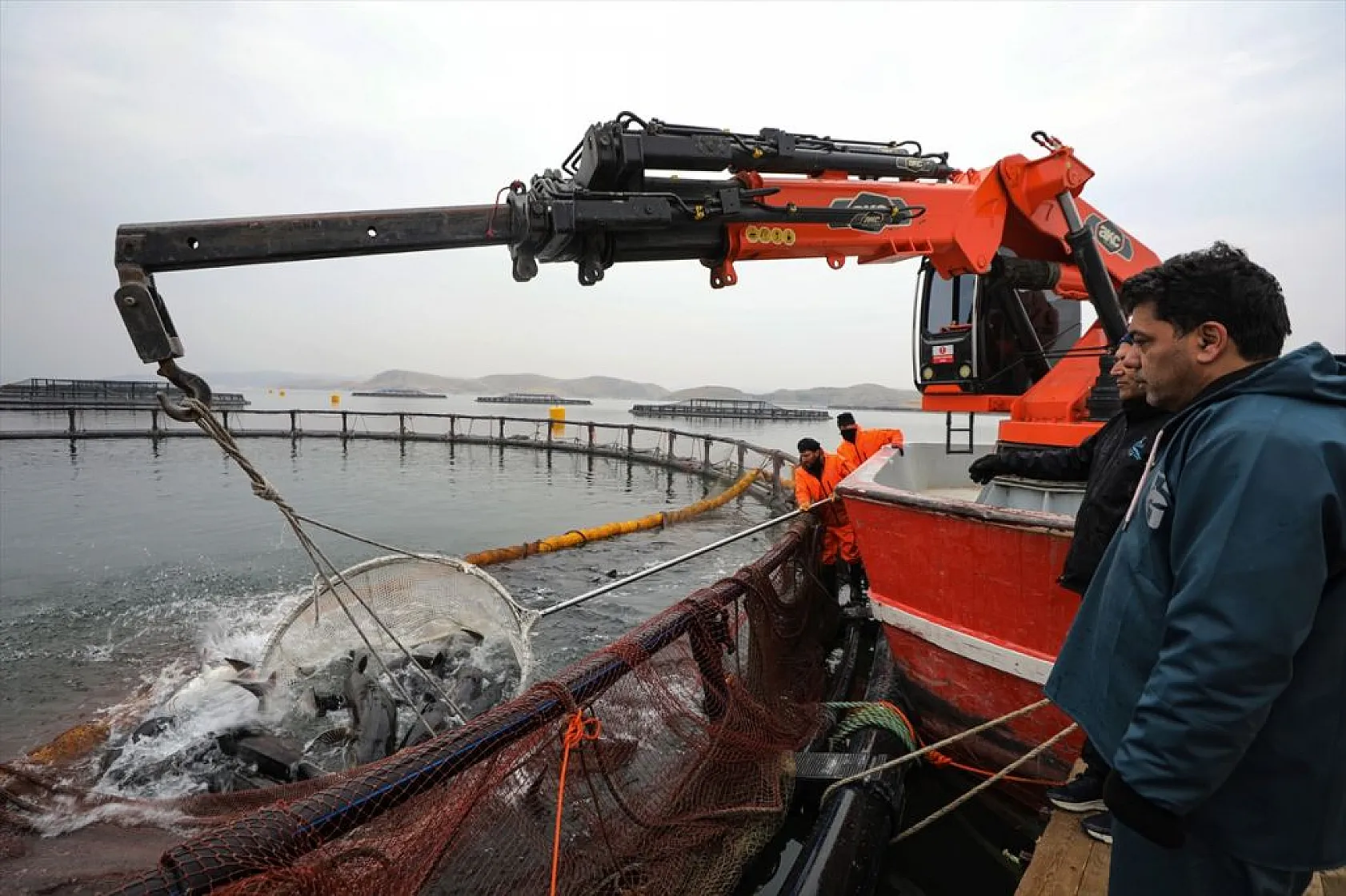 Keban Barajı'nda dev mersin balığı üretimi