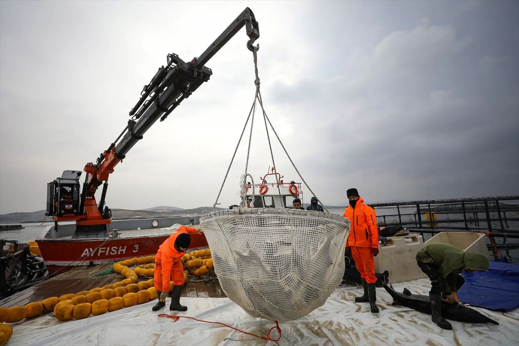 Keban Barajı'nda dev mersin balığı üretimi
