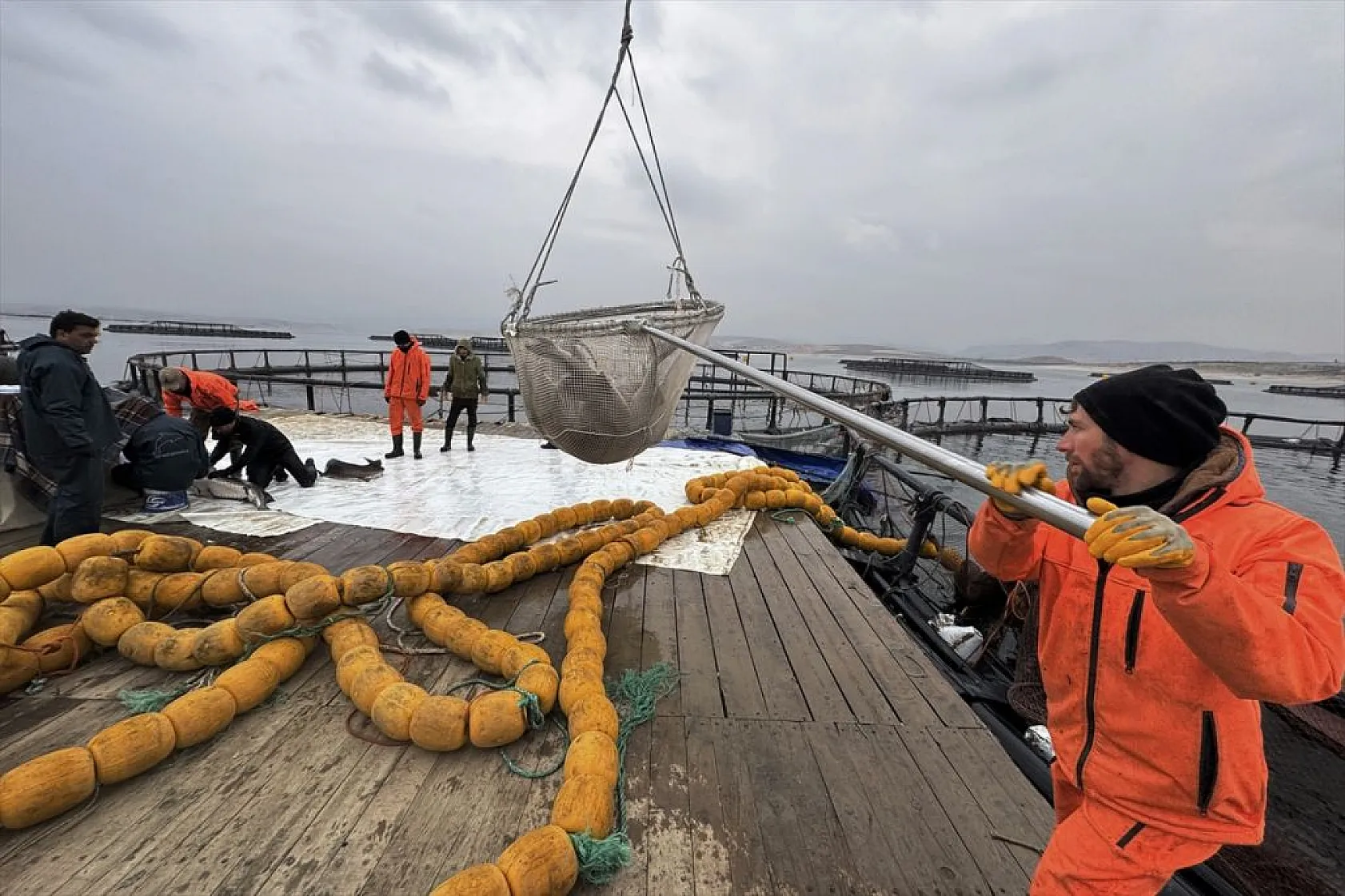Keban Barajı'nda dev mersin balığı üretimi
