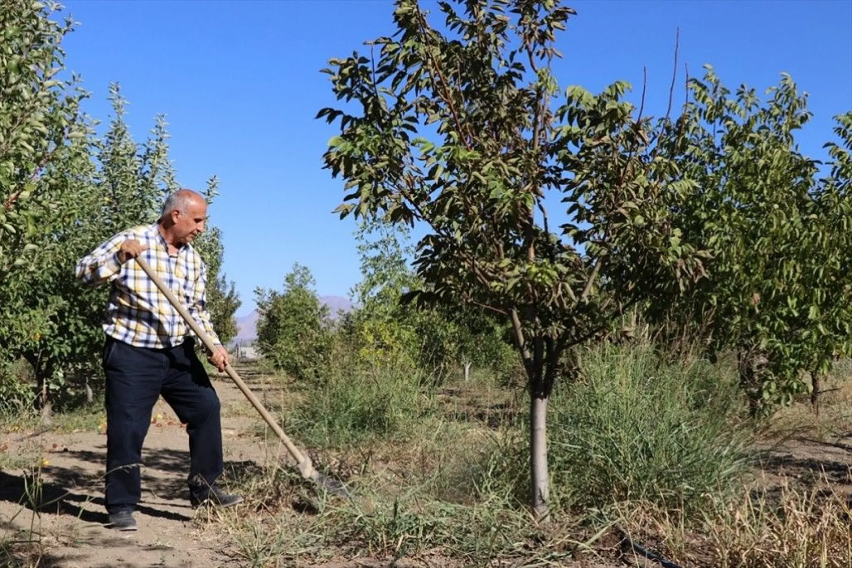 Elazığlı terzi pepinodan hünnapa çeşit çeşit meyve yetiştiriyor
