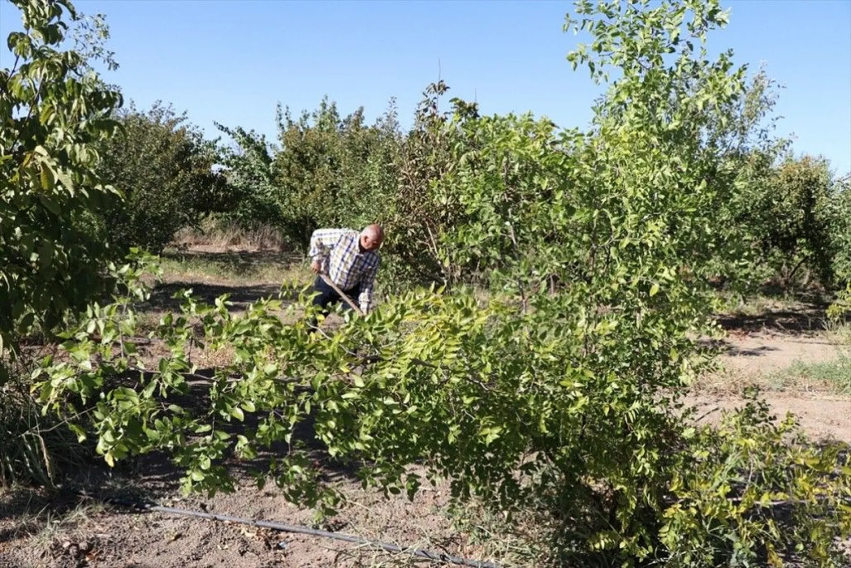 Elazığlı terzi pepinodan hünnapa çeşit çeşit meyve yetiştiriyor