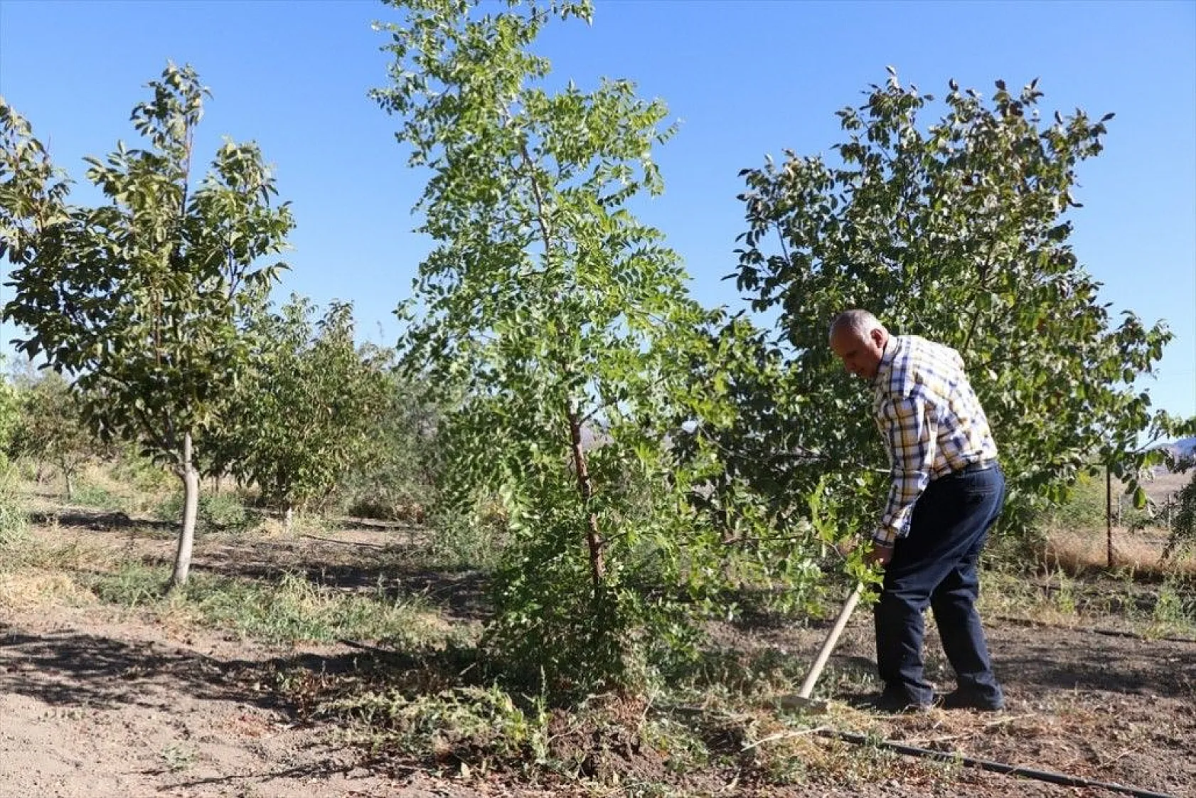 Elazığlı terzi pepinodan hünnapa çeşit çeşit meyve yetiştiriyor
